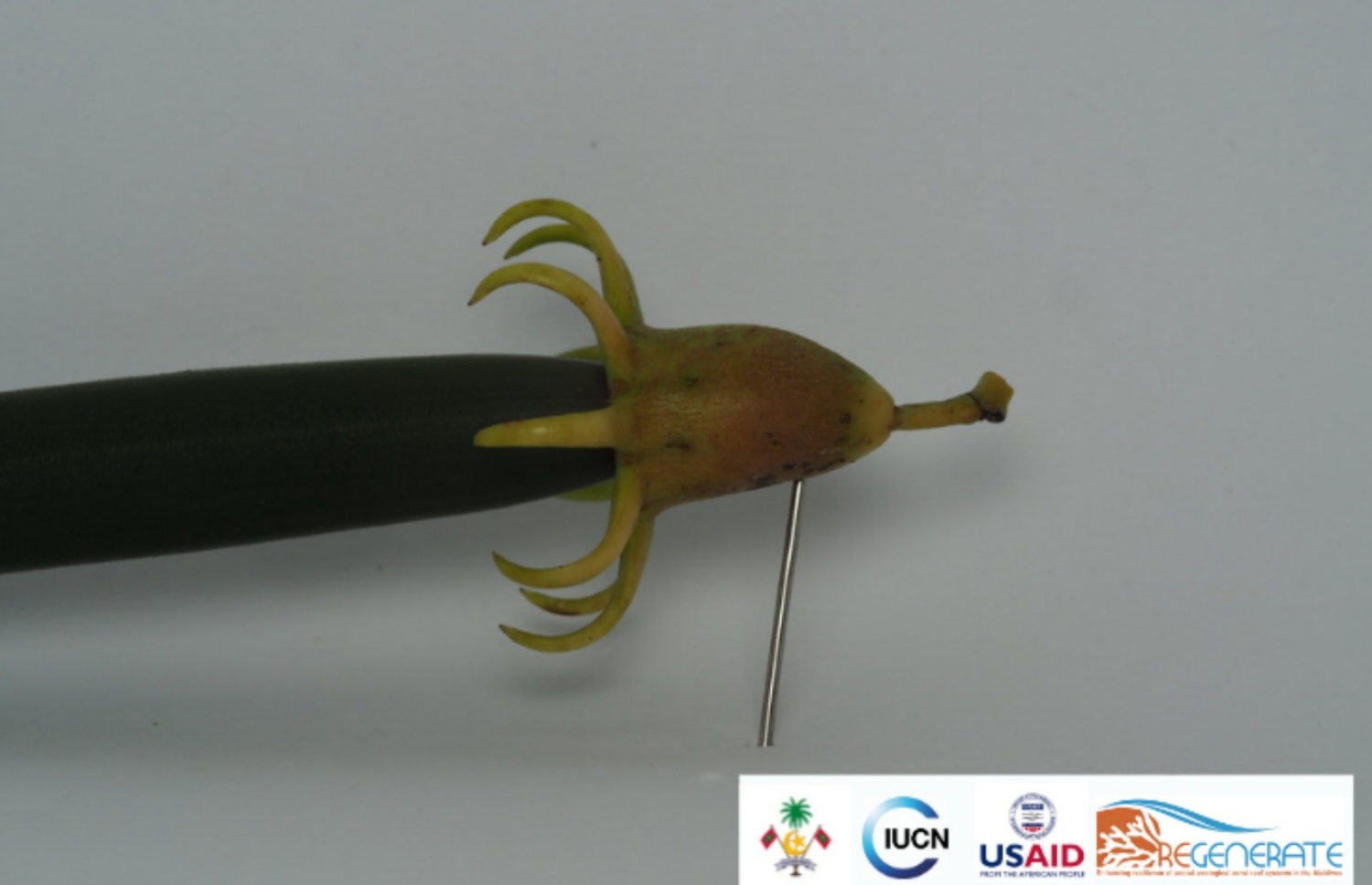 ހއ. ކެލާގެ ކުޅިން ފެނުނު ބުރުގެރިއާ ހެނެސީ ބާވަތުގެ ގަހުގައި އަޅާ މޭވާ.-- ފޮޓޯ: އެންވަޔަރްމަންޓް މިނިސްޓްރީ