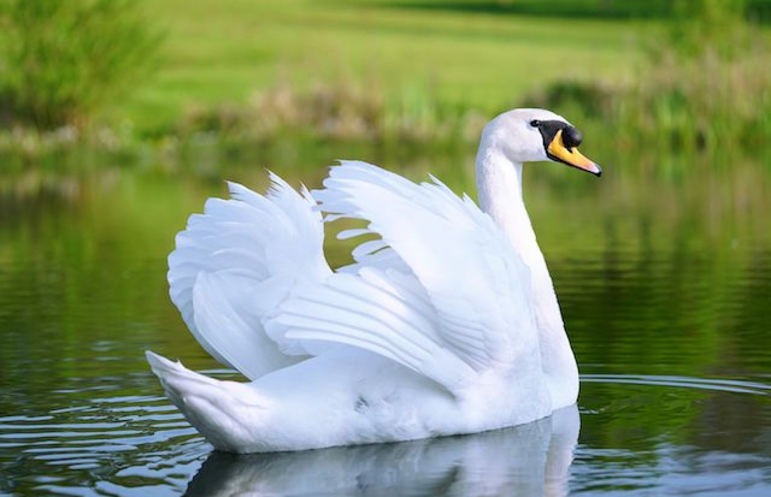 ފެންގަނޑެއްގައި އޮތް ސްވޯންއެއް.