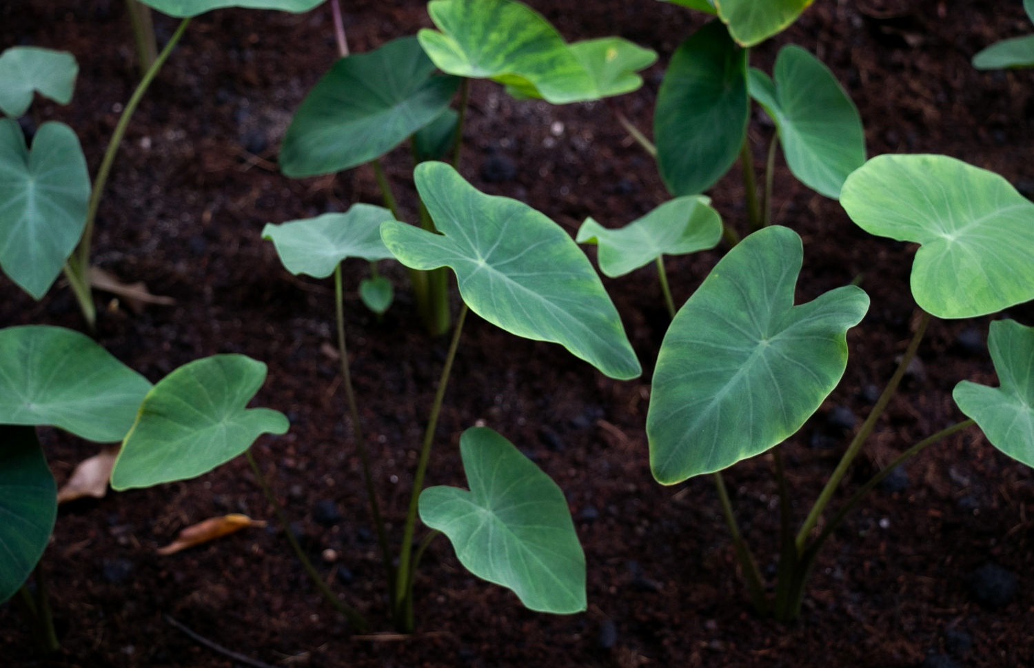 މި ޕްރޮޖްޓުގެ ތެރެއިން އިންދާފައިވާ ބައެއް ގަސްގަސް -- ފޮޓޯ: އައިލެންޑާސް އެޑިއުކޭޝަން