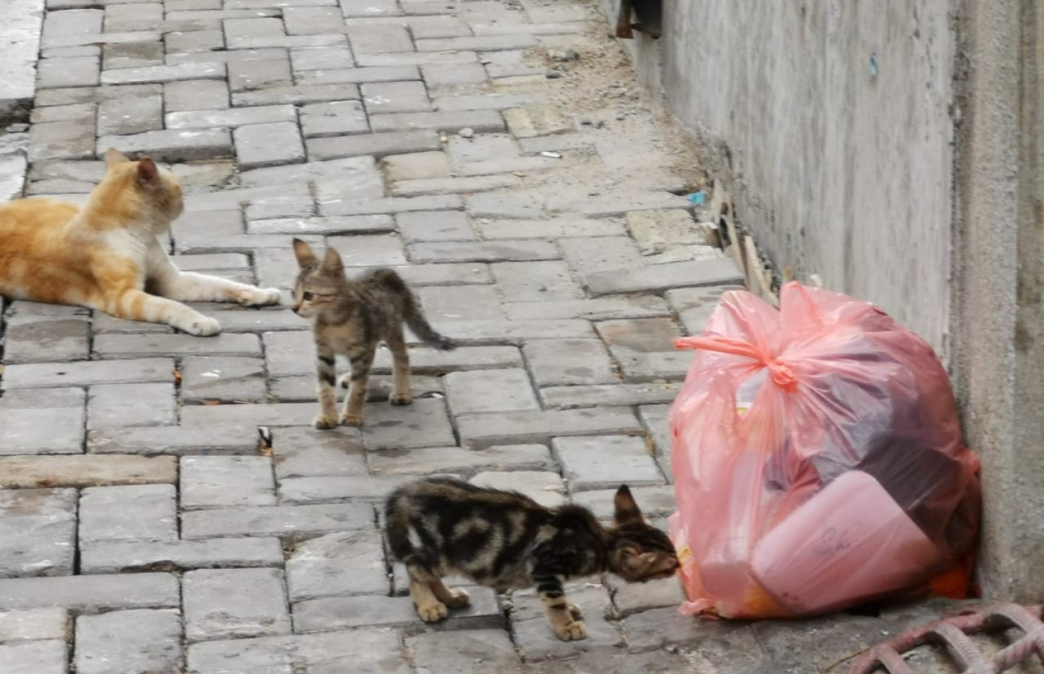 މާލޭގެ މަގެއްގައި ހުރި ކުނިތަކެއް ކައިރީގައި ބުޅާ: މިހާރަށް ވުރެ ރަނގަޅު އުސޫލުތަކެއް ހަމަޖަައްސަން ޖެހޭ