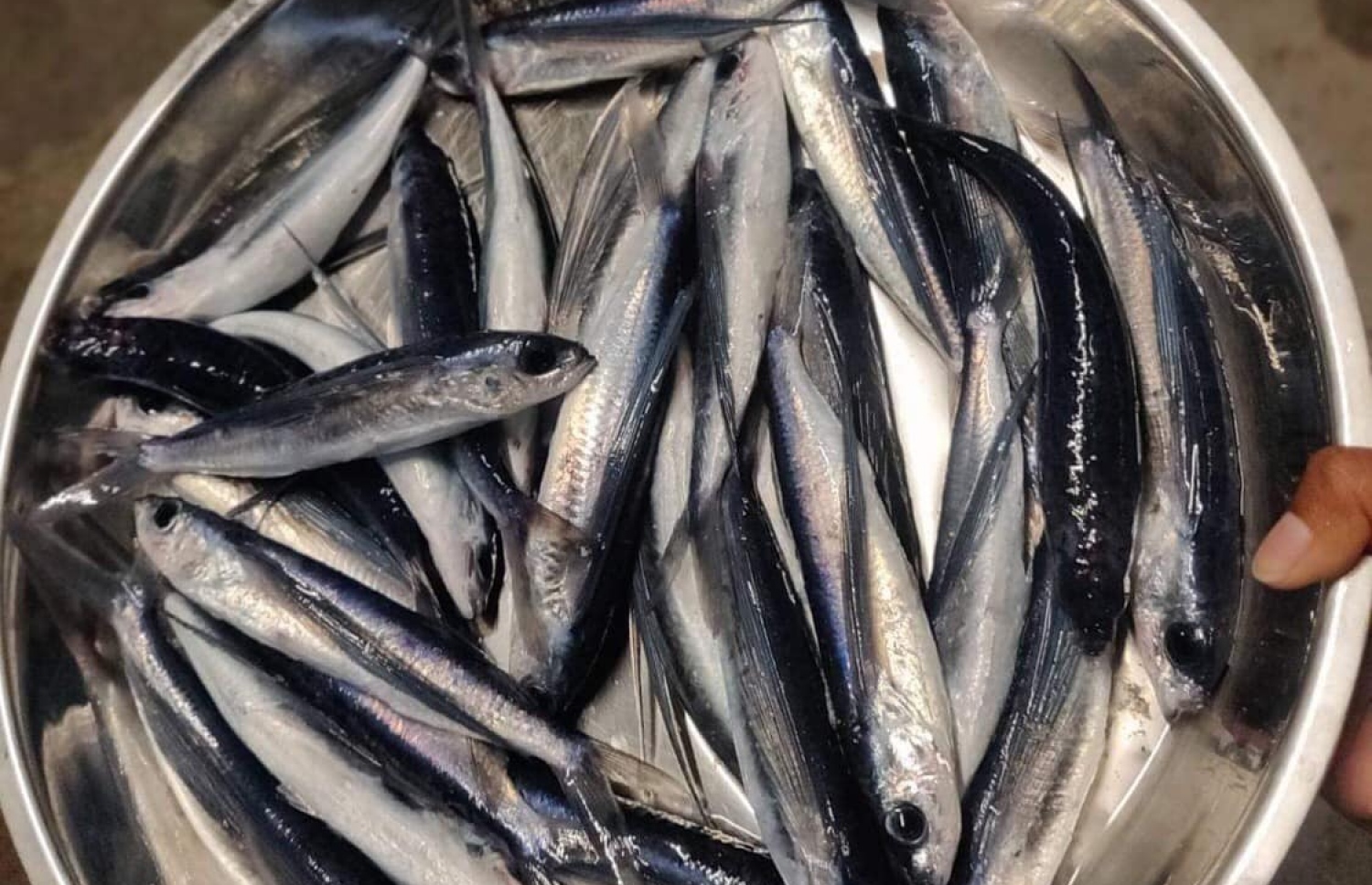 ފުވައްމުލަަކު މީހަކު ހޮވާފައިވާ ފުޅަނގިތަކެއް. ފޮޓޯ: އަލީ ޝަރީފް