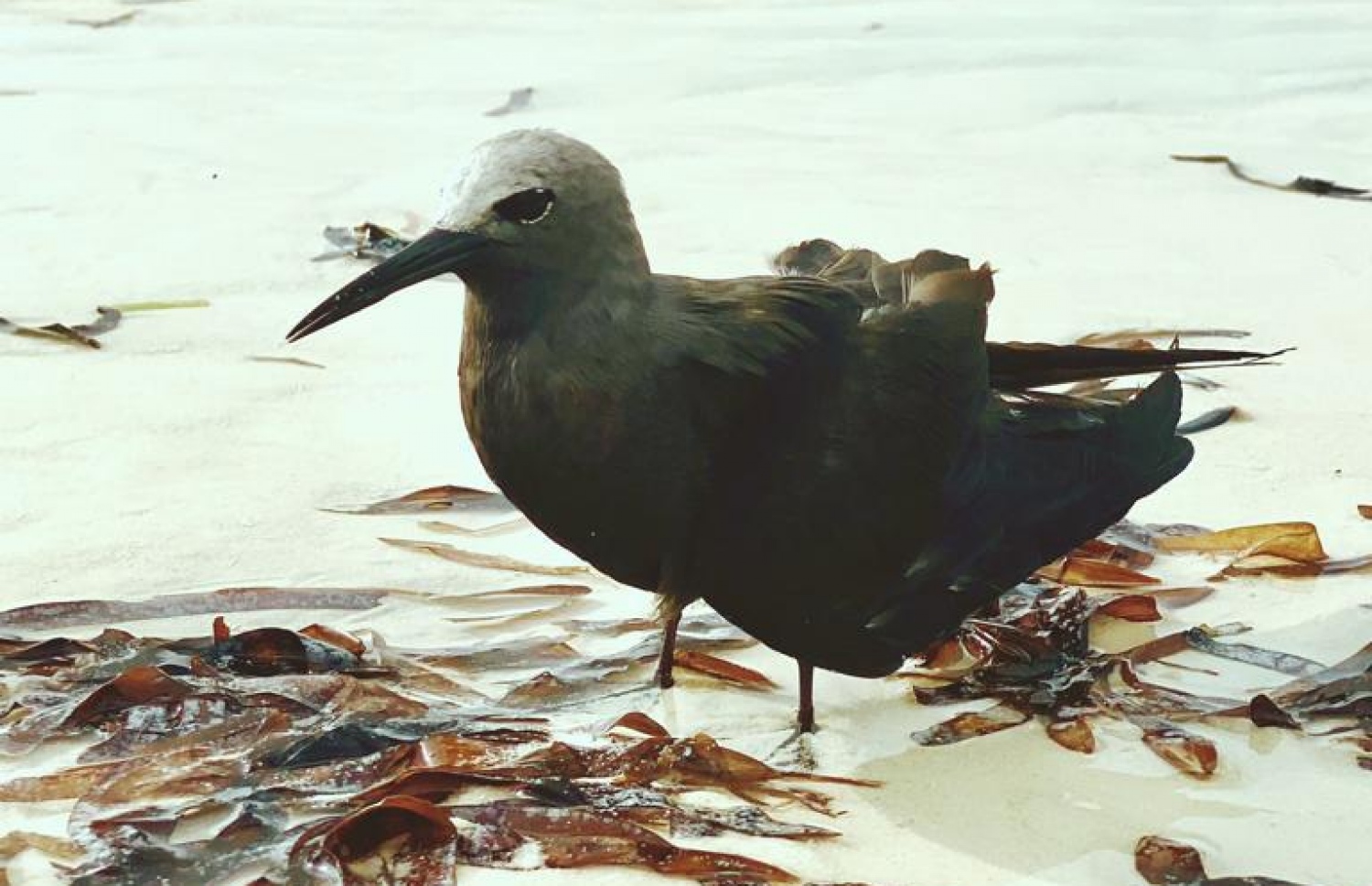 އަނިޔާވެފައިވާ ކުރަނގިއެއް: މިފަދަ ދޫނިތަކަށް މިހާރަށް ވުރެ ބޮޑު ހިމާޔަތެއް ލިބޭނީ ފިނޮޅުތައް ރައްކާތެރިކޮށްގެން -- ފޮޓޯ: އަހުމަދު އައްޒާމް ނާފިޒްގެ ޓްވިޓާ