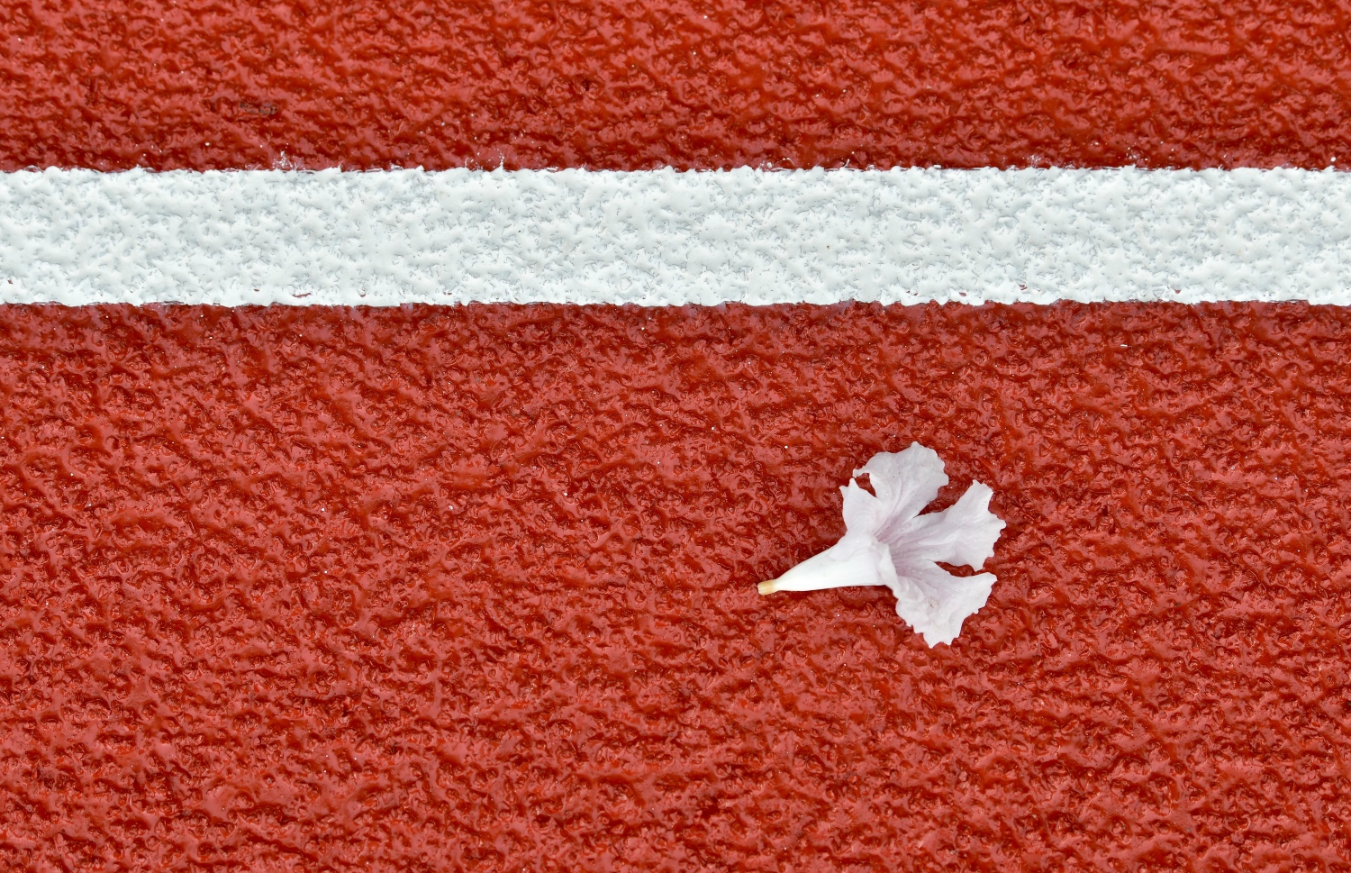 06 ޖެނުއަރީ 2021: އިންޑިއާ ސަރުކާރުގެ އެހީގައި ތަރައްގީ ކުރަމުން އަންނަ މާލޭ ކުޅިވަރު އެކުވެނީގެ ވެލި ޓްރެކުގައި ސިންތެޓިކް އަޅާފައި: މިހާރު ކުރިއަށް ގެންދަނީ ކުލަލުމާއި އެންމެ ފަހުގެ ކުދިކުދި މަސައްކަތްތައް.--- ފޮޓޯ: ނިޝާން އަލީ/މިހާރު