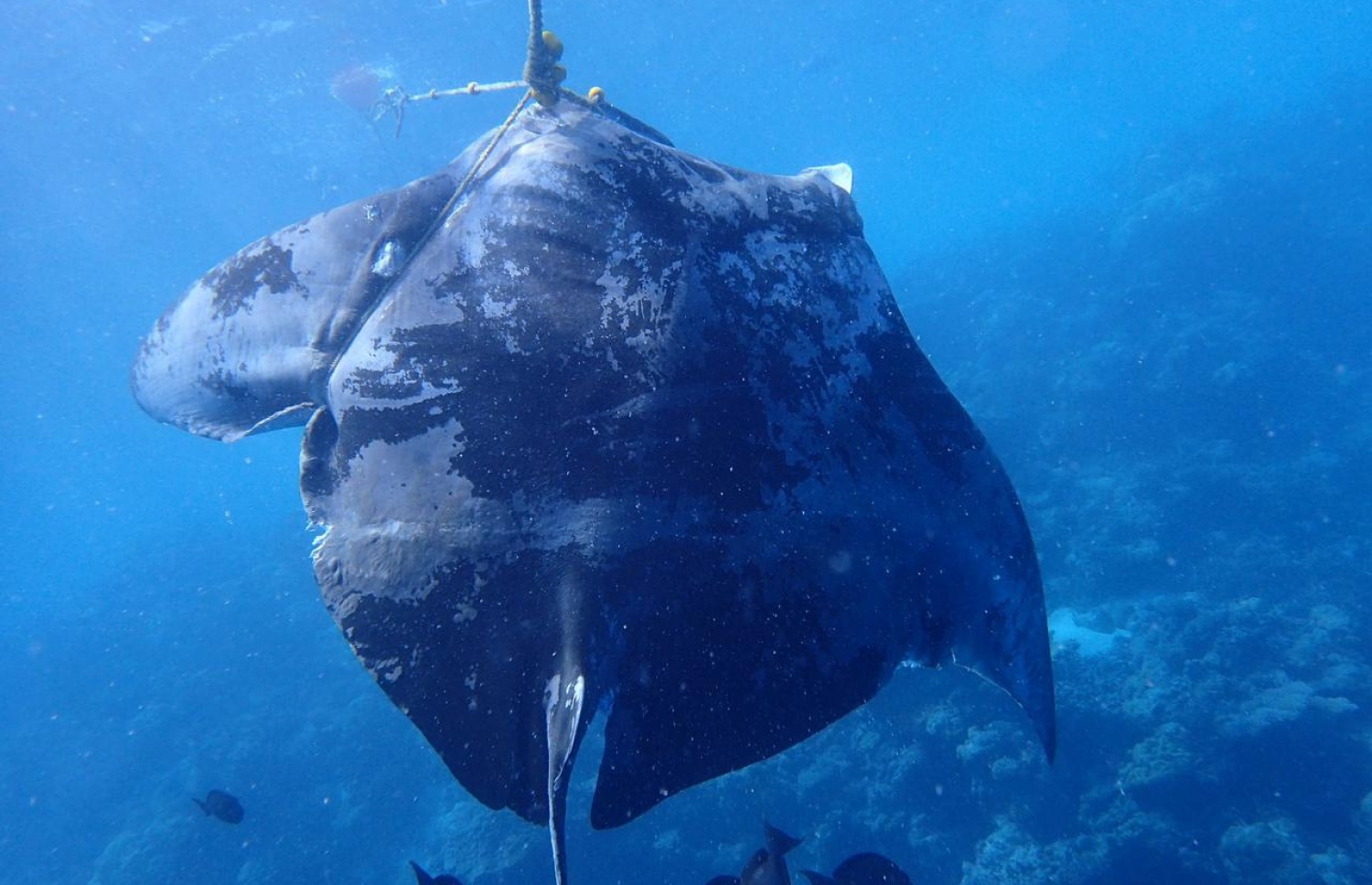 ވަލެއްގައި ތާށިވެފައިވާ މަޑިއެއް. -- ފޮޓޯ: މަންޓާ ޓްރަސްޓް