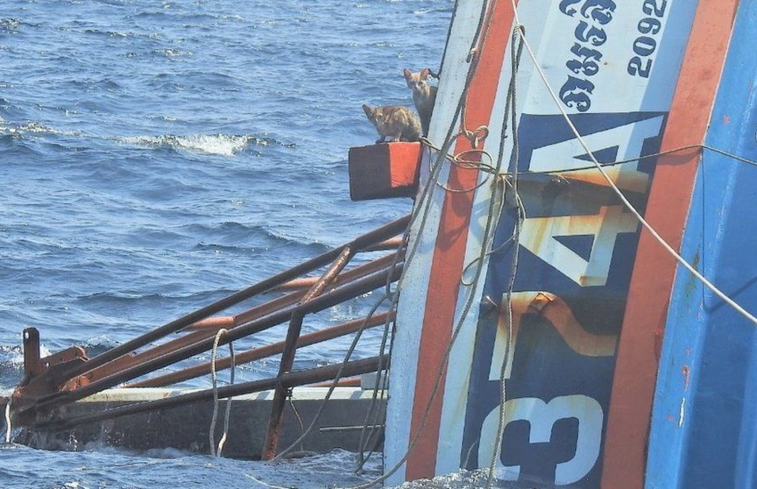 ފެތެމުން ދިޔަ ބޯޓުގެ ލަކުޑިގަނޑެއްގެ މަތީގައި ބުޅާތައް. --ފޮޓޯ:ރޮއިޓާސް