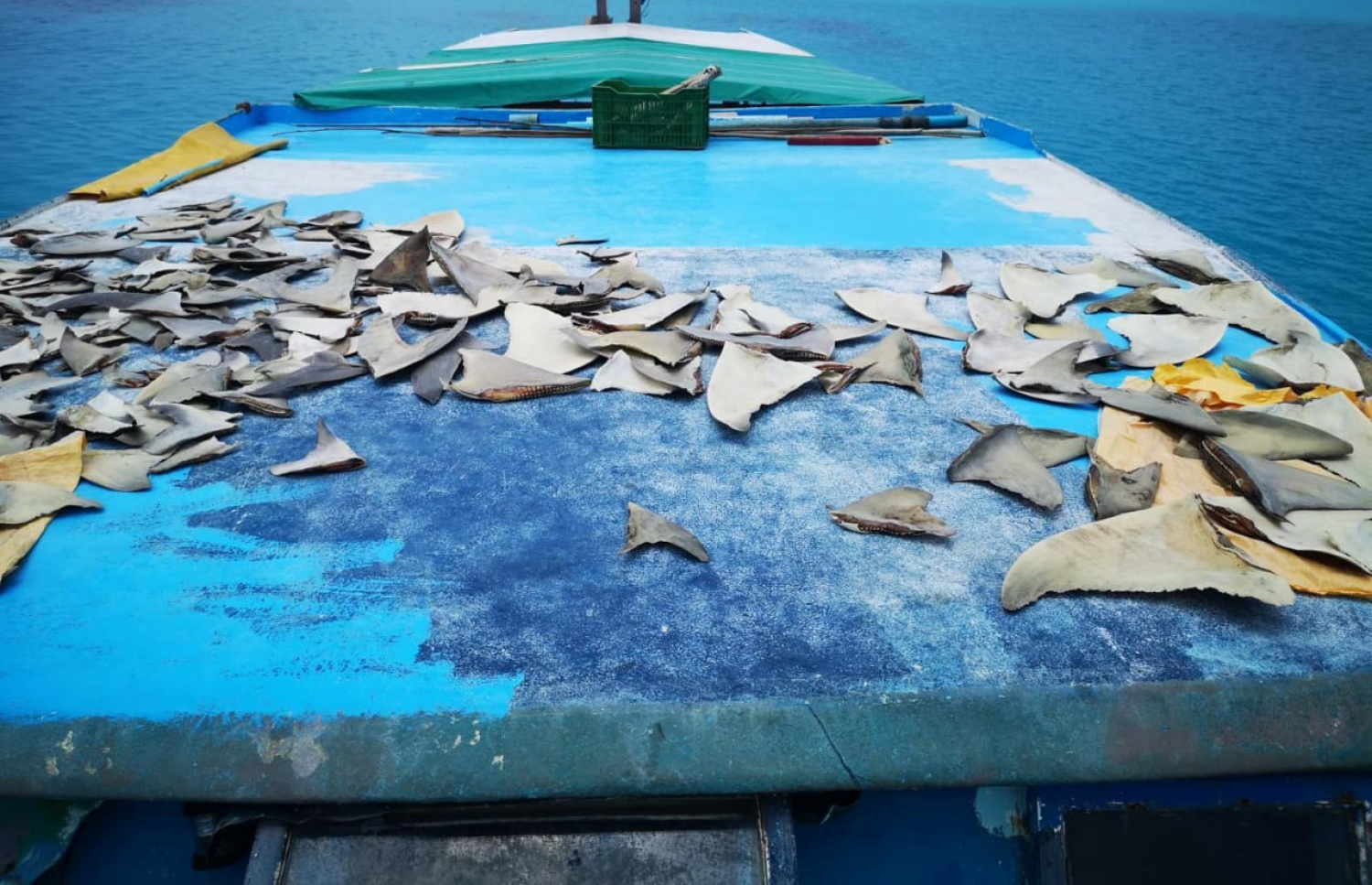 މިޔަރު ބާނަނިކޮށް މާޗު 22ގައި ފުލުހުން ގޮސް ހުއްޓުވި ދޯނީގައި ހުރި މިޔަރު އުރަހަތަކެއް.-- ފޮޓޯ: ޕޮލިސް