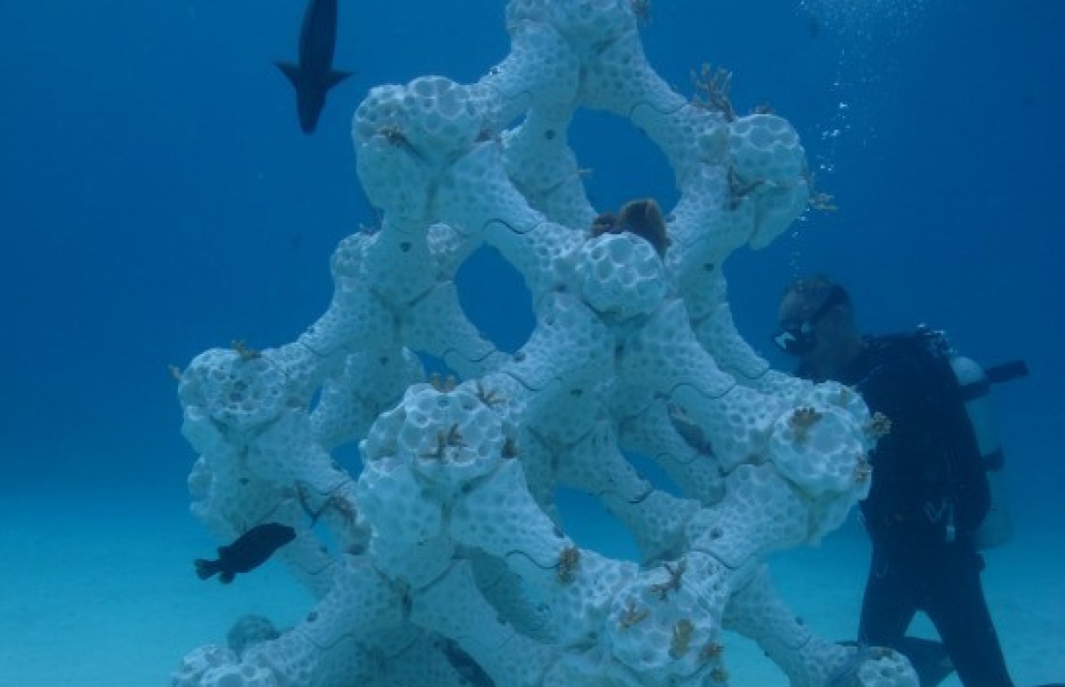 ސަމާ އައިލެންޑް މޯލްޑިވްސްގެ މޫދުގައި ބަހައްޓާފައި ހުރި އާޓިފިޝަލް މުރަކައެއް--