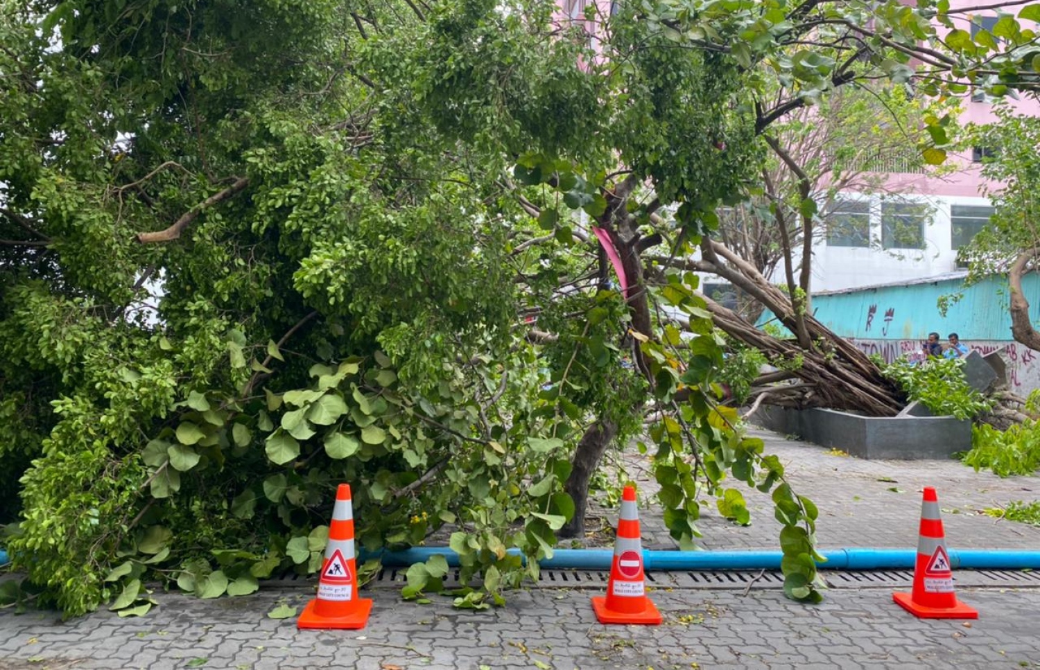 ގަދަ ވައިގައި މާލޭގައި ގަސްތަކެއް ވެއްޓިފައި: ބައެއް ގޭގޭގެ ފުރާޅު ވެސް އެއްލައިލި -- ފޮޓޯ: އަހުމަދު އަވްޝަން އިލްޔާސް/ މިހާރު