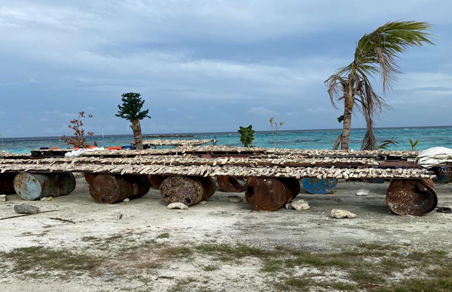 މިދިޔަ ޖެނުއަރީ 4ގައި ދަނގެތީގައި ނަގާފައިވާ މި ފޮޓޯ އިން ފެންނަ އަށިތަކުގައި ހިއްކަން ބަހައްޓާފައި ހުރީ މިޔަރު މަސް ކަމަށް ފޮޓޯ ނެގި މީހާ ބުނޭ.