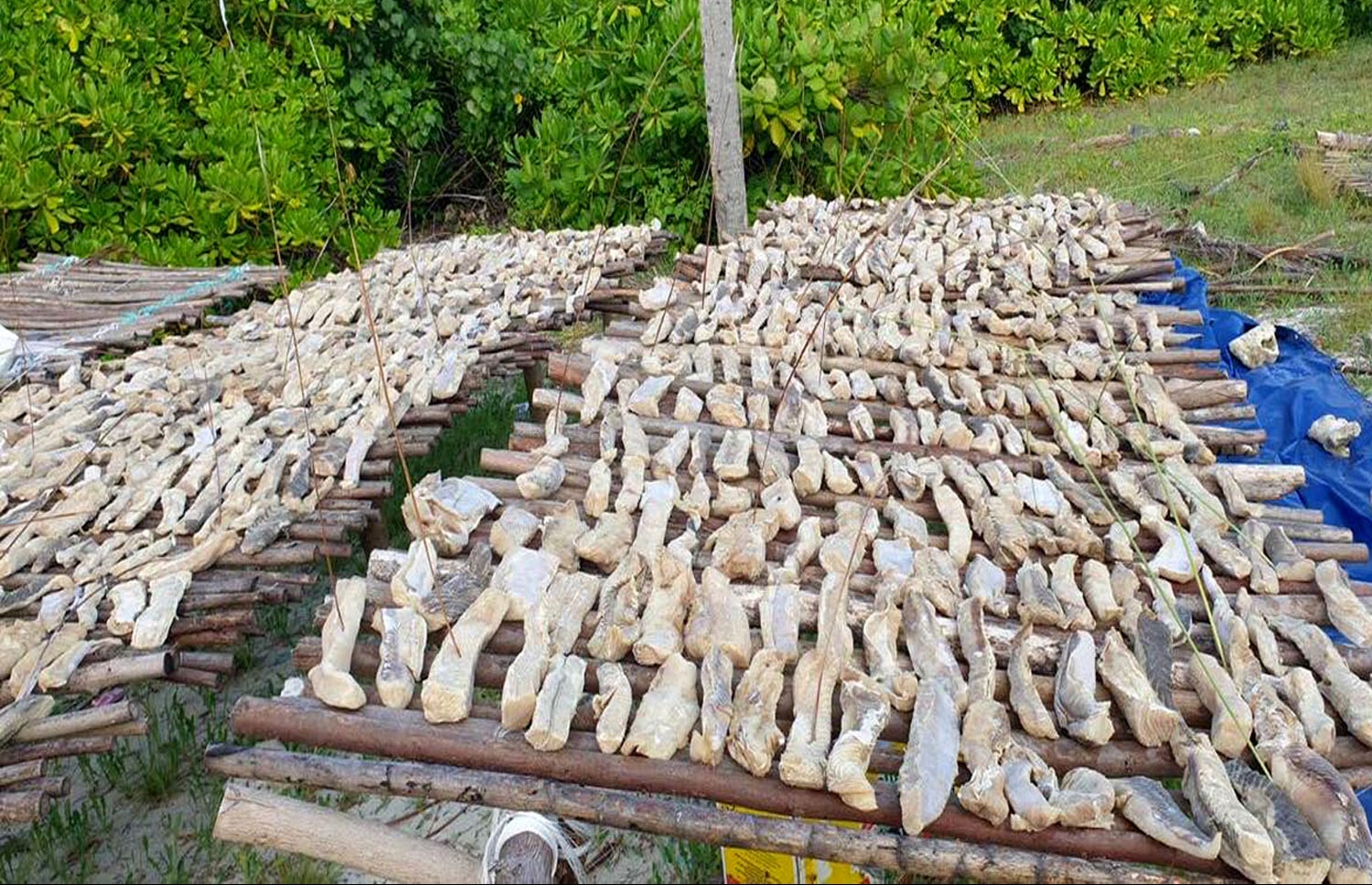 ދިގުރަށުގައި މިޔަރު ހިއްކަން ބަހައްޓާފައި ހުއްޓާ މިދިޔަ ޑިސެމްބަރު މަހު ނަގާފައިވާ ފޮޓޯއެއް