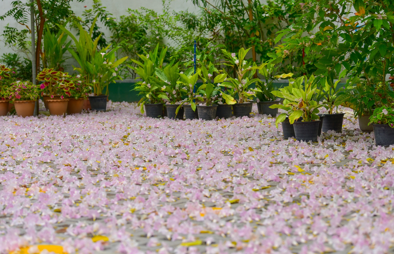 މާލެ- މާޗް 31، 2021: އަމީނިއްޔާ ތެރޭގައި ބިޔަކޮށް ހެދިފައި ހުރި ރީތި މަޑިމަސްވަކަރު ގަހުން ބިންމައްޗަށް ވެރިފައި ހުރި މާތައް --. ފޮޓޯ: ނިޝާން އަލީ/މިހާރު