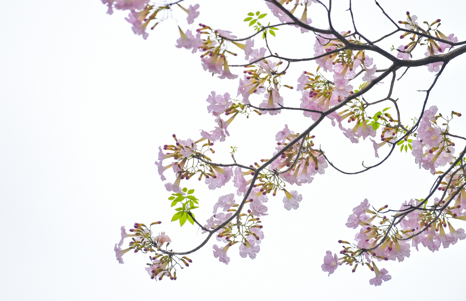 މާލެ- މާޗް 31، 2021: ޝަހީދު ހުސެން އާދަމް ބިލްޑިންގެ އިރުމަތީފަރާތުގައި ބޮޑުތަކުރުފާނު މަގަށް ވާގޮތަށް ހަދާފައިފައި އޮތް ޕާކިން ޒޯން ތެރޭ ބިޔަކޮށް ހެދިފައި ހުރި ރީތި މަޑިމަސްވަކަރު ގަސްތައް މަލުން ޖަރީވެފައި --. ފޮޓޯ: ނިޝާން އަލީ/މިހާރު