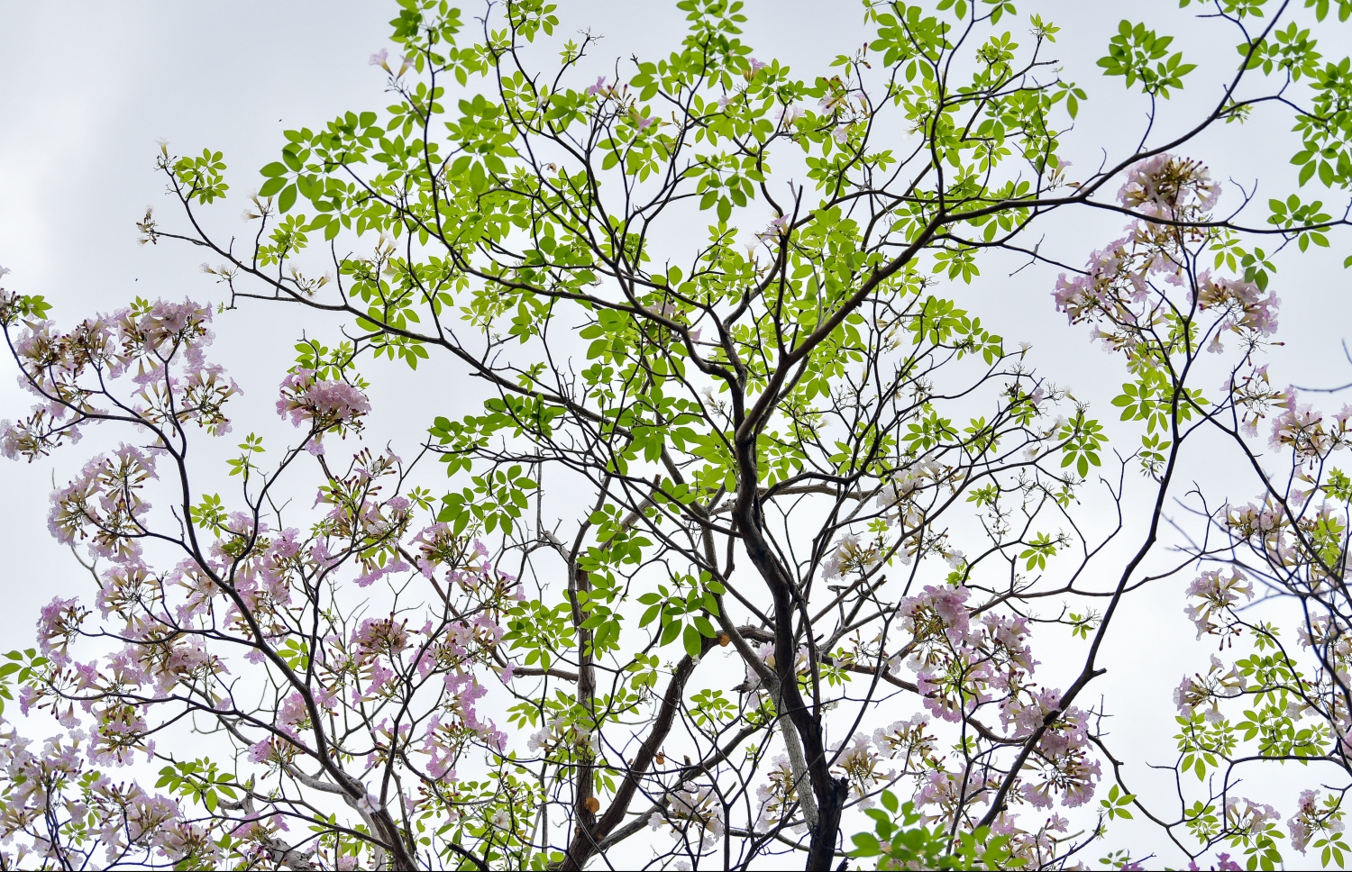 މާލެ- މާޗް 31، 2021: ޝަހީދު ހުސެން އާދަމް ބިލްޑިންގެ އިރުމަތީފަރާތުގައި ބޮޑުތަކުރުފާނު މަގަށް ވާގޮތަށް ހަދާފައިފައި އޮތް ޕާކިން ޒޯން ތެރޭ ބިޔަކޮށް ހެދިފައި ހުރި ރީތި މަޑިމަސްވަކަރު ގަސްތައް މަލުން ޖަރީވެފައި --. ފޮޓޯ: ނިޝާން އަލީ/މިހާރު