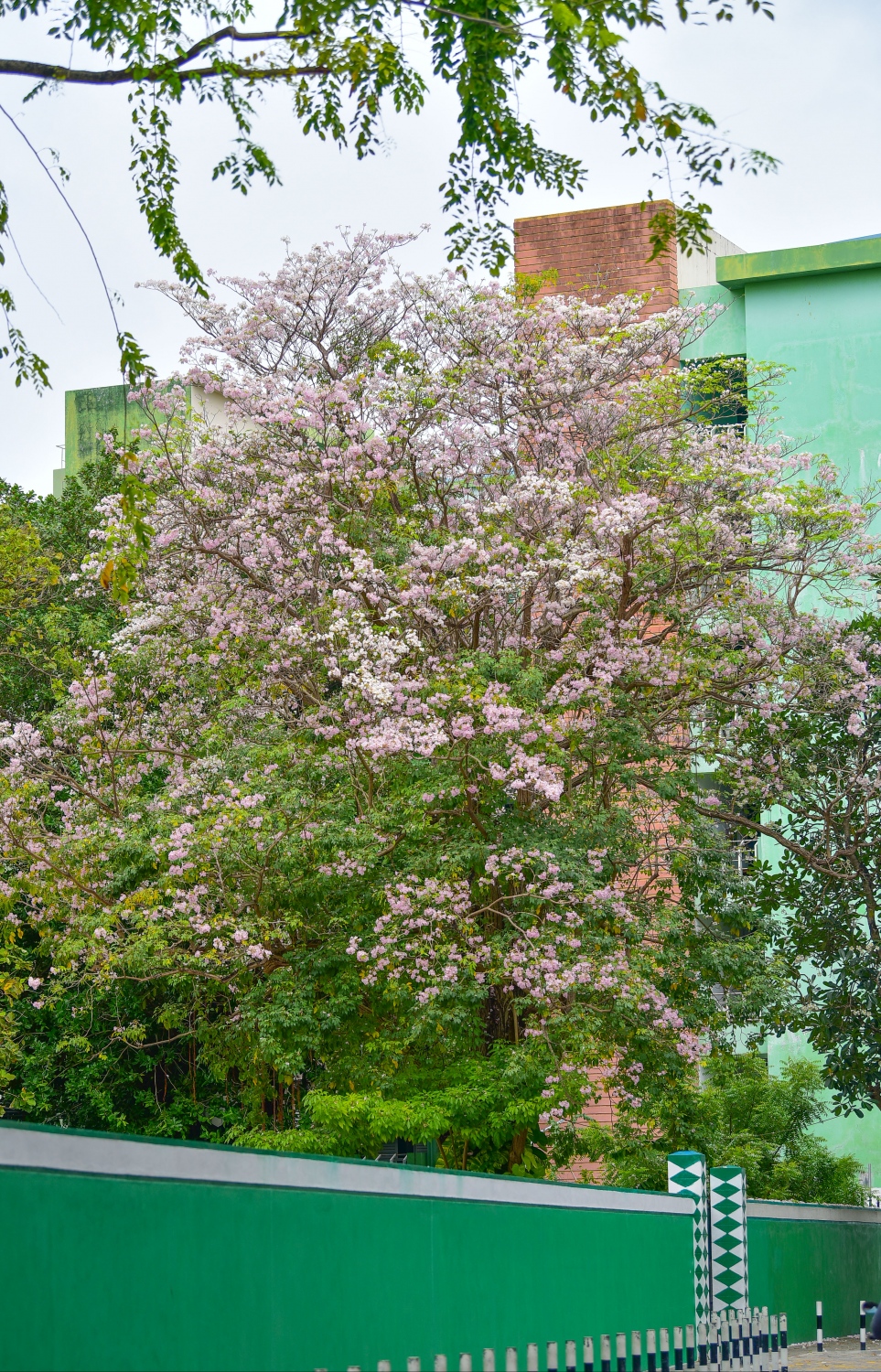 މާލެ- މާޗް 31، 2021: އަމީނިއްޔާ ތެރޭގައި ބިޔަކޮށް ހެދިފައި ހުރި ރީތި މަޑިމަސްވަކަރު ގަސް މަލުން ޖަރީވެފައި --. ފޮޓޯ: ނިޝާން އަލީ/މިހާރު