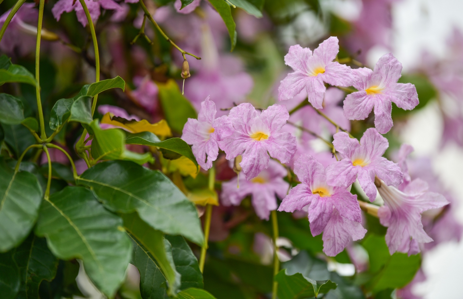 މާލެ- މާޗް 31، 2021: ޝަހީދު ހުސެން އާދަމް ބިލްޑިންގެ އިރުމަތީފަރާތުގައި ބޮޑުތަކުރުފާނު މަގަށް ވާގޮތަށް ހަދާފައިފައި އޮތް ޕާކިން ޒޯން ތެރޭ ބިޔަކޮށް ހެދިފައި ހުރި ރީތި މަޑިމަސްވަކަރު ގަސްތައް މަލުން ޖަރީވެފައި --. ފޮޓޯ: ނިޝާން އަލީ/މިހާރު