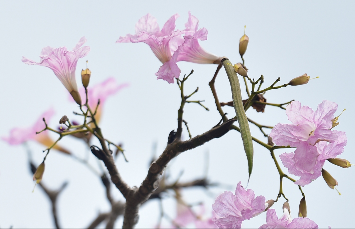 މާލެ- މާޗް 31، 2021: އަމީނިއްޔާ ތެރޭގައި ބިޔަކޮށް ހެދިފައި ހުރި ރީތި މަޑިމަސްވަކަރު ގަސް މަލުން ޖަރީވެފައި --. ފޮޓޯ: ނިޝާން އަލީ/މިހާރު