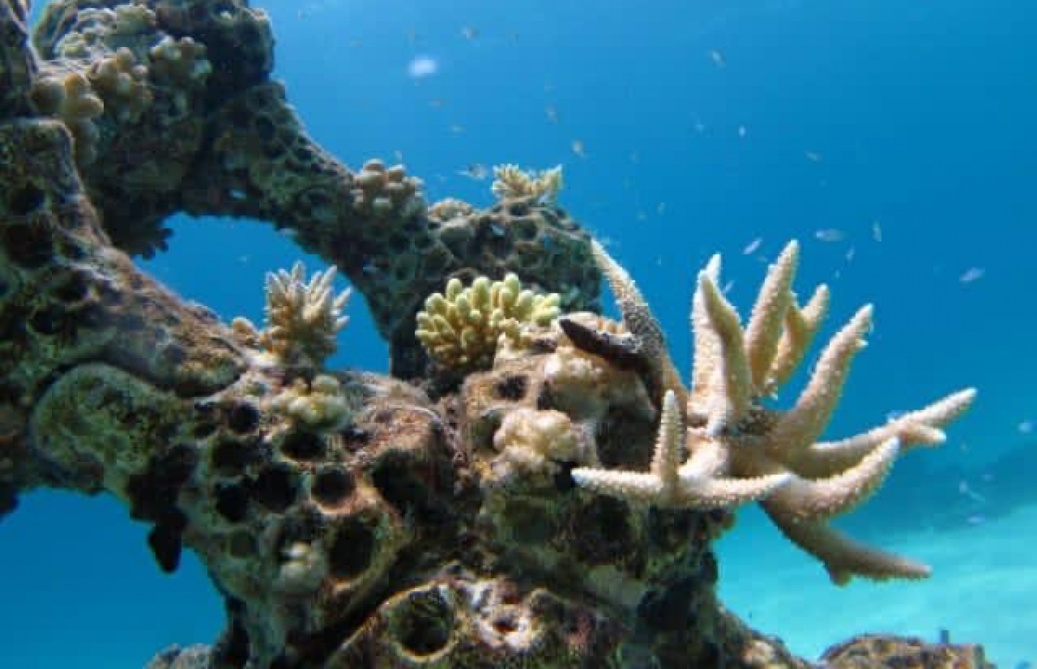 ސަމާ އައިލެންޑްގެ ތްރީޑީ މުރަކައިގެ ބަގީޗާ މިހާރު ހުރި ގޮތް