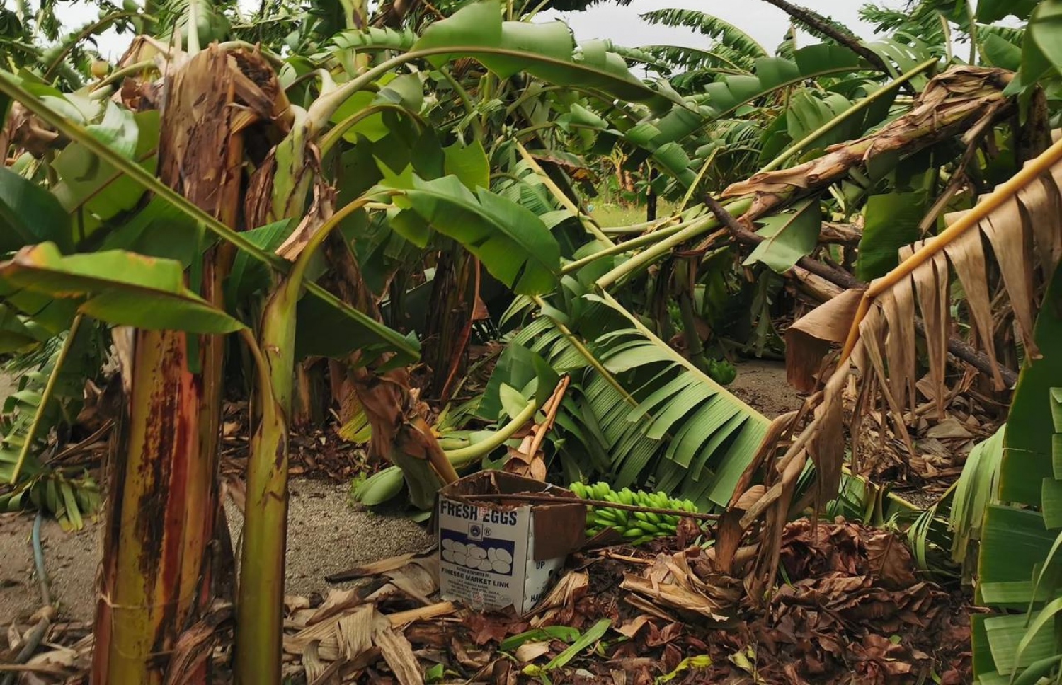 ގަދަވަޔާ އެކު ވައިކަރަދޫގެ ގިނަ ދޮންކެޔޮ ދަނޑުތަކަކަށް ވަނީ ގެއްލުންވެފައި--