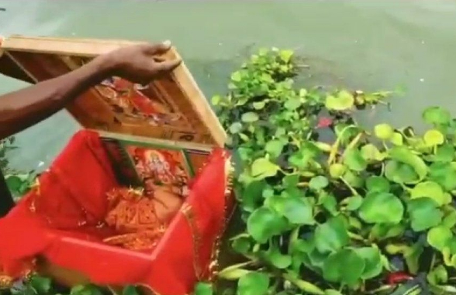 ކުޑަ ކުއްޖާ އޮތީ ލަކުޑި ފޮއްޓެއްގެ ތެރޭގައި. --ފޮޓޯ: އަނިލް ކުމާރު