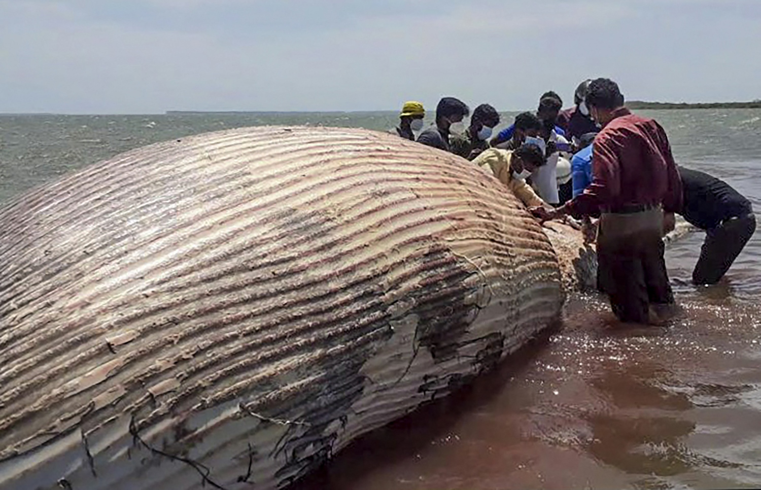 ލަންކާގެ އުތުރުގެ ޖަފްނާ ސަރަހައްދަށް ލައްގާފައިވާ މަރުވެފައިވާ ބޮޑު މަހެއް. --ފޮޓޯ:އޭއެފްޕީ