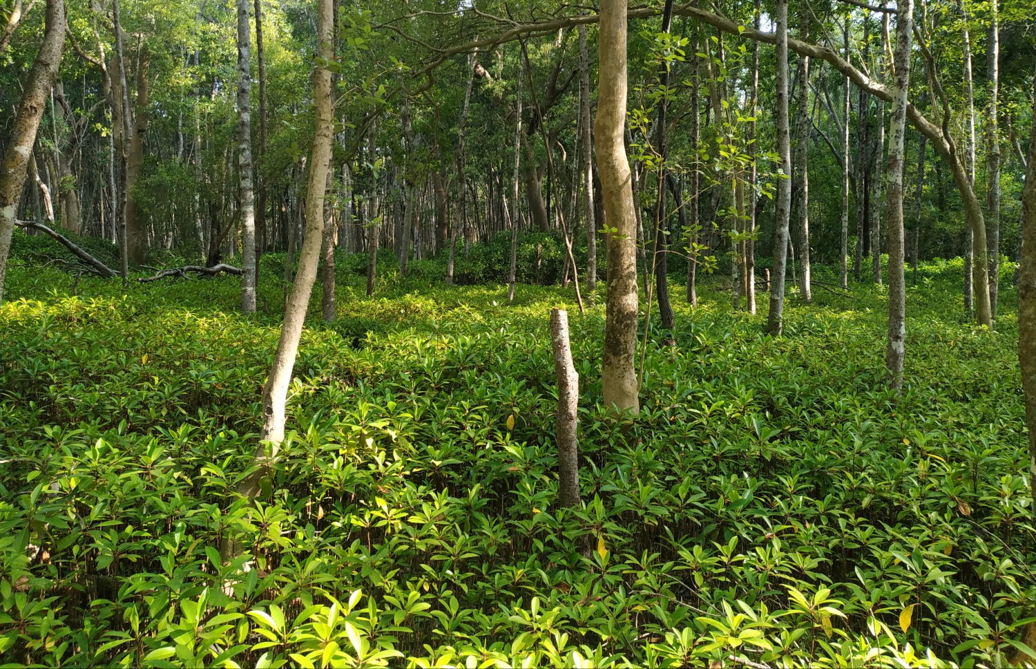 ހދ. ކޭލަކުނު: އެ ރަށަކީ ރާއްޖޭގައި ހުރި ހަމައެކަނި ބައިނަލްއަގުވާމީ މިންގަނޑުތަކަށް ފެތޭ ޖަންގަލި -- މިހާރު ފޮޓޯ/ ނަޖާހު މަސްއޫދު