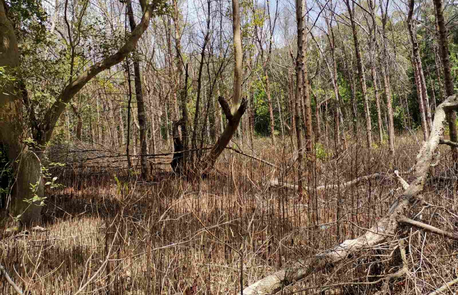 ހދ. ކޭލަކުނު މިހާރު އޮތް ގޮތް: އެ ރަށުގެ ކަނޑޫފަލުގެ ބޮޑު ސަރަހައްދެއް ވަނީ މަރުވެފައި -- ފޮޓޯ/ މުހައްމަދު ސާމީ