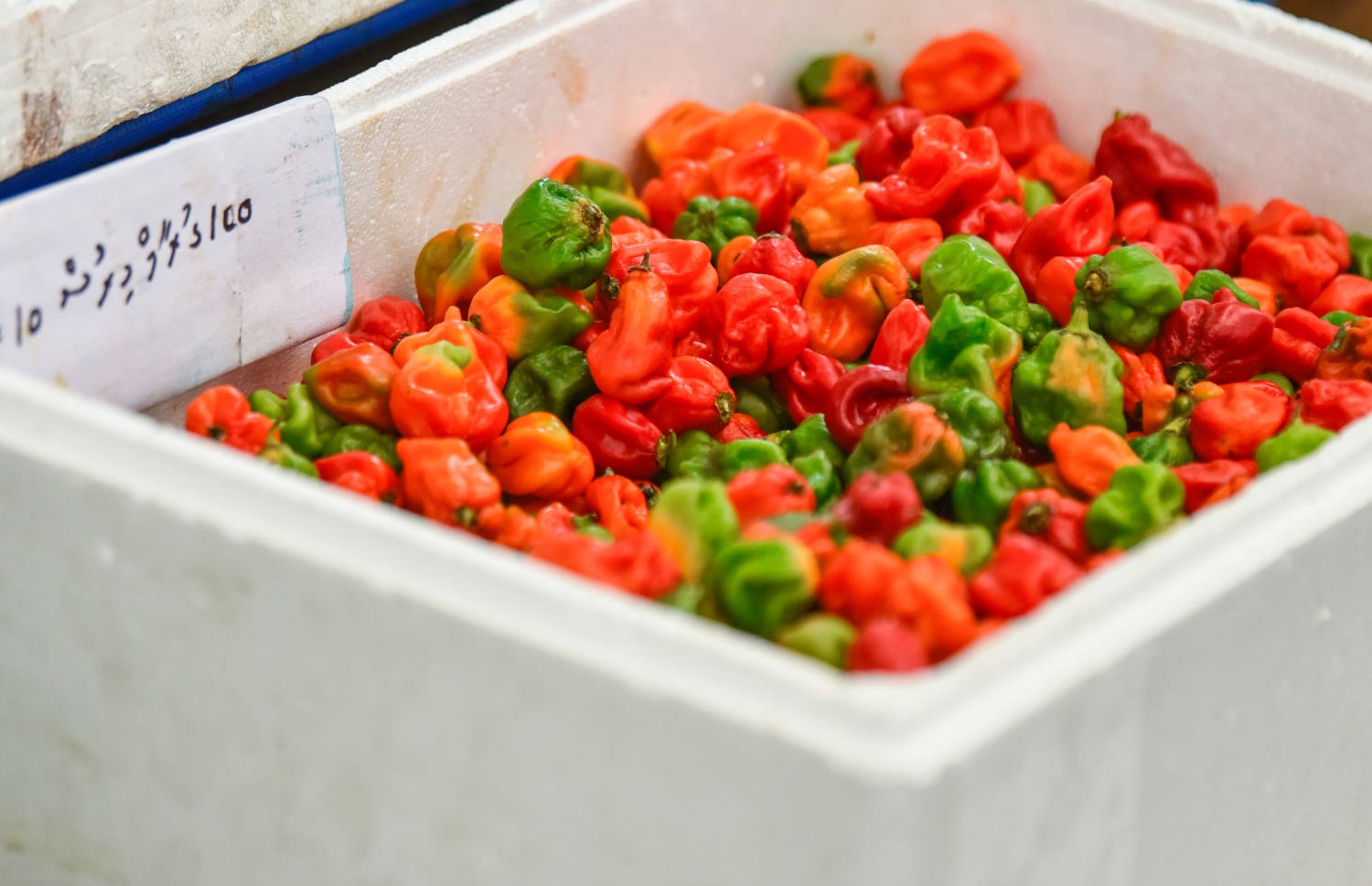 މާލެ- އޯގަސްޓް 4، 2021: ދަތުރުވެރިންގެ މާރުކޭޓުގައި ކަނޑޫދޫ މިރުސް ވިއްކަން ބަހައްޓާފައި-- ފޮޓޯ: އަހުމަދު އަވްޝަން/މިހާރު