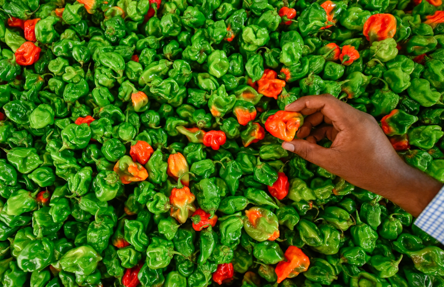 މާލެ- އޯގަސްޓް 4، 2021: ދަތުރުވެރިންގެ މާރުކޭޓުގައި ކަނޑޫދޫ މިރުސް ވިއްކަން ބަހައްޓާފައި-- ފޮޓޯ: އަހުމަދު އަވްޝަން/މިހާރު