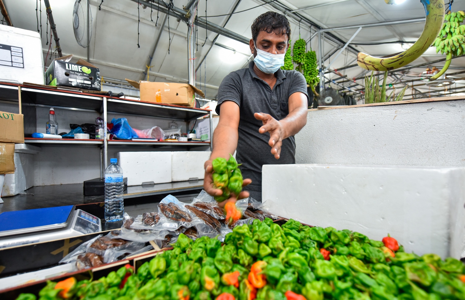 މާލެ- އޯގަސްޓް 4، 2021: ދަތުރުވެރިންގެ މާރުކޭޓުގައި ގޮޅިއެއްގައި މީހަކު މިރުސް ވިއްކުމަށް މިރުސްތައް އަތުރާލަނީ -- ފޮޓޯ: އަހުމަދު އަވްޝަން/މިހާރު