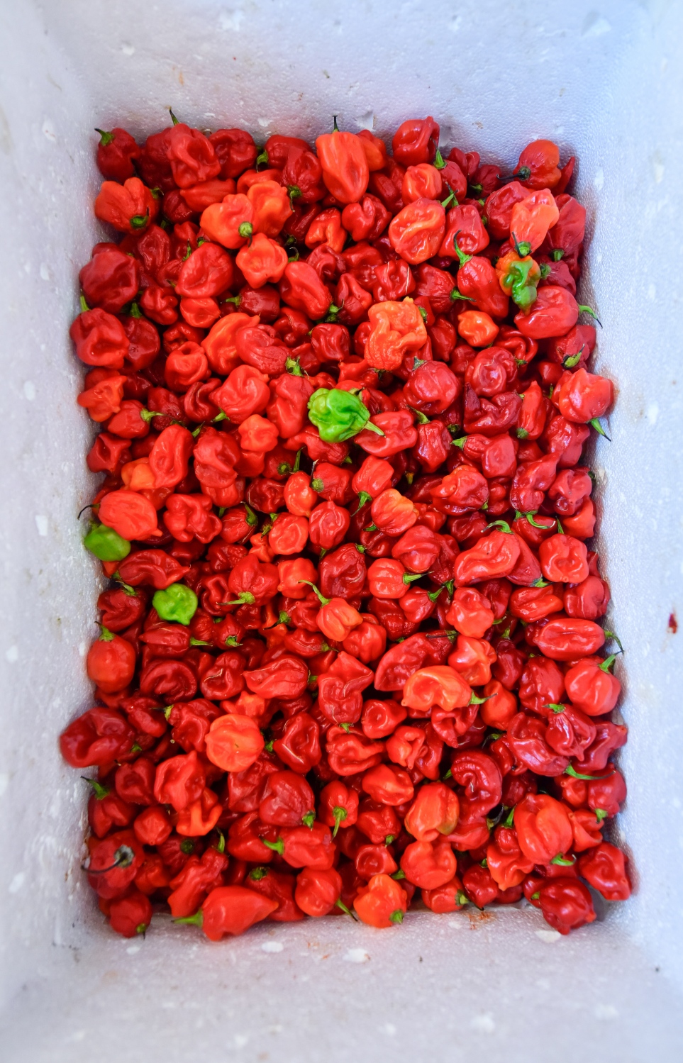 މާލެ- އޯގަސްޓް 4، 2021: ދަތުރުވެރިންގެ މާރުކޭޓުގައި ކަނޑޫދޫ މިރުސް ވިއްކަން ބަހައްޓާފައި-- ފޮޓޯ: އަހުމަދު އަވްޝަން/މިހާރު