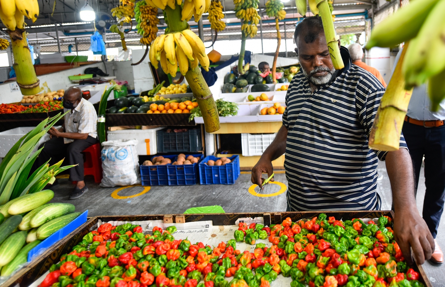މާލެ- އޯގަސްޓް 4، 2021: ދަތުރުވެރިންގެ މާރުކޭޓުގައި ގޮޅިއެއްގައި މީހަކު މިރުސް ވިއްކުމަށް މިރުސްތައް އަތުރާލަނީ -- ފޮޓޯ: އަހުމަދު އަވްޝަން/މިހާރު