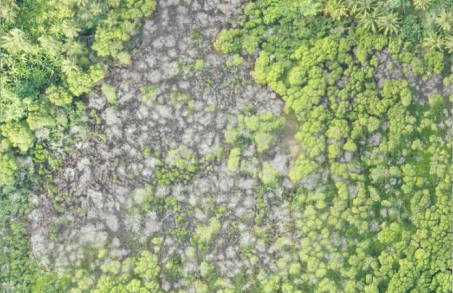 ހއ. ކެލާގެ ކަނޑޫފަލުން މަރުވެފައިވާ ބޮޑު ސަރަހައްދެއް -- އީއައިއޭ ރިޕޯޓު