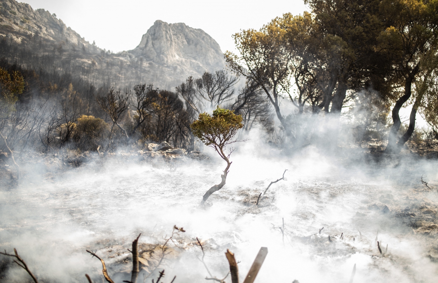 އަލިފާން ރޯވުމުގެ ސަބަބުން އެތެންސްގެ ފަރުބަދައެއްގެ ހުރިހާ ގަސްތައް އަނދައި އަޅިއަށް ވެފައި. --އޭއެފްޕީ