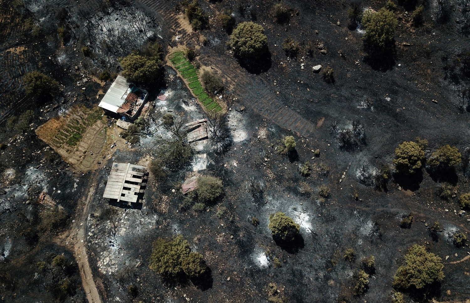 ތުރުކީ ވިލާތުގެ ޖަންގަލިތަކުގައި ރޯވެ އަނދާފައިވާ ސަރަހައްދެއްގެ މަތިން އޮގަސްޓް 3، 2021ގައި ނަގާފައިވާ ފޮޓޯއެއް. --އޭއެފްޕީ