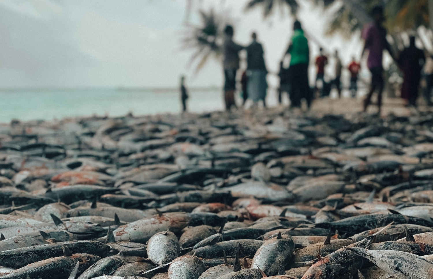 ތ. ބުރުނީ ފަޅަން ވަން ރާގޮނޑި އައިނުން ހިފުނު އެތައް ހާސް ރާގޮނޑިއެއް އެއްގަމަށް އަރުވާފައި. .-- ފޮޓޯ: ޝިފޫ އެމްވީ