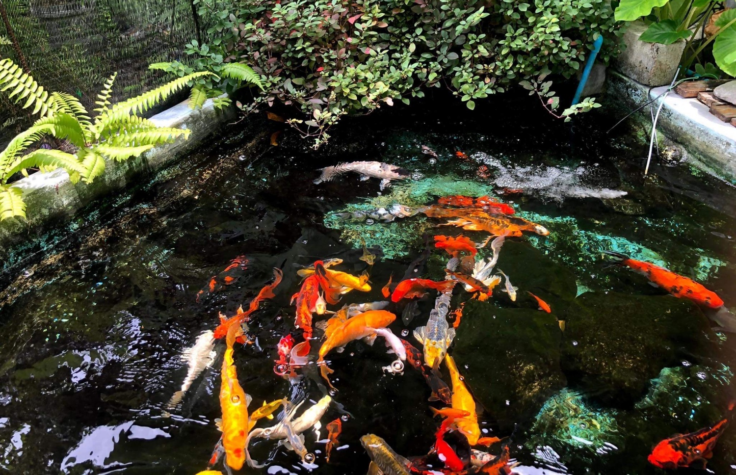 ލ. ގަމުގައި ގެއެއްގައި ހަދައިފައި ހުރި މަސްފެންގަނޑެއް.-- ފޮޓޯ: އިސްމާއިލް ފަޒާލް