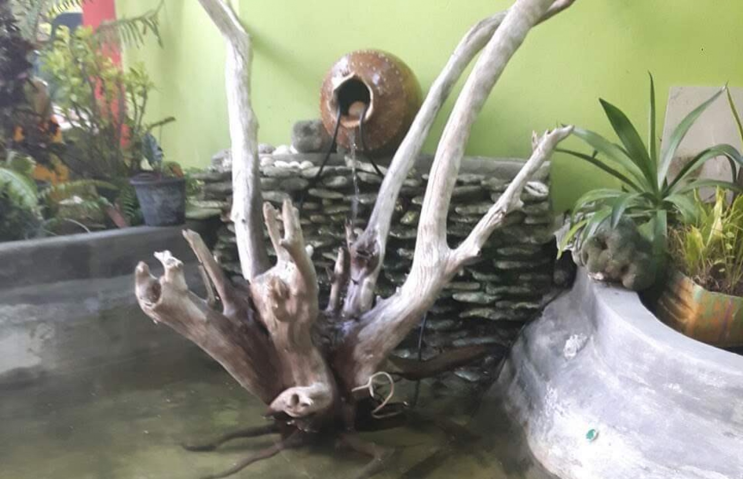 ލ.ގަމުގައި ގެއެއްގައި ހަދައިފައި ހުރި މަސްފެންގަނޑެއް.-- ފޮޓޯ: އިސްމާއިލް ފަޒާލް