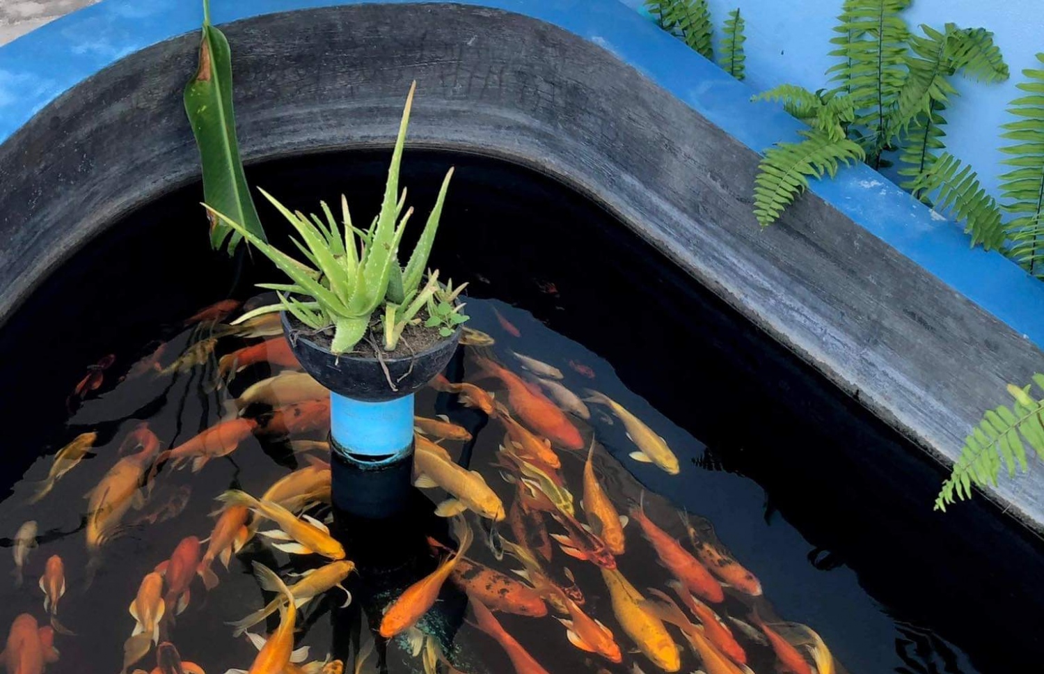 ލ.ގަމުގައި ގެއެއްގައި ހަދައިފައި ހުރި މަސްފެންގަނޑެއް.-- ފޮޓޯ: އިސްމާއިލް ފަޒާލް