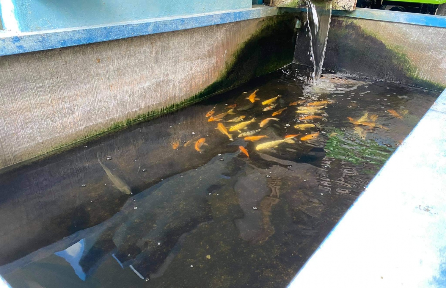 ލ.ގަމުގައި ގެއެއްގައި ހަދައިފައި ހުރި މަސްފެންގަނޑެއް.-- ފޮޓޯ: އަހްމަދު ސާމިހު