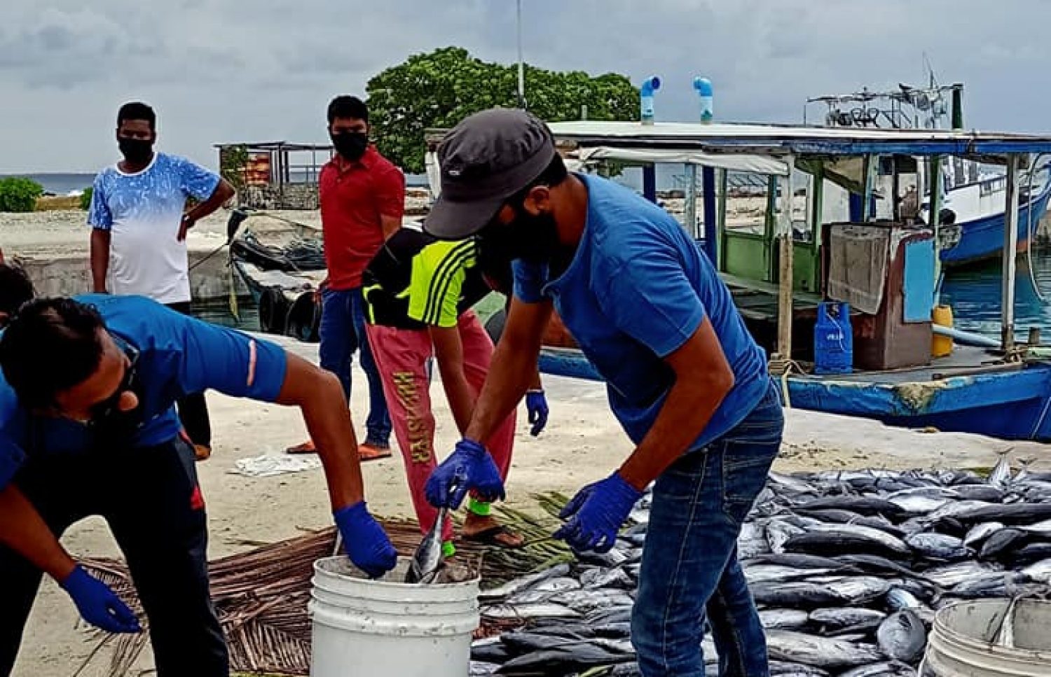 އަމިއްލަ ފަރާތަކުން ހދ. ނޮޅިވަރަމަށް ހަދިޔާކުރި ރޯ މަސްތައް ރައްޔިތުންނަށް ބަހަނީ.-- ފޮޓޯ: ނޮޅިވަރަމް ކައުންސިލް