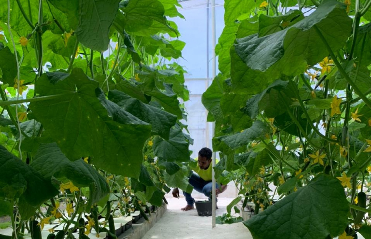 ރަމްޒީގެ ދަނޑުގައި ހުންނަ ގްރީން ހައުސްގައި ޗައިނީސް ކިއުކަންބާ ހައްދައިފައި.-- ފޮޓޯ: އަބްދުﷲ ރަމްޒީ