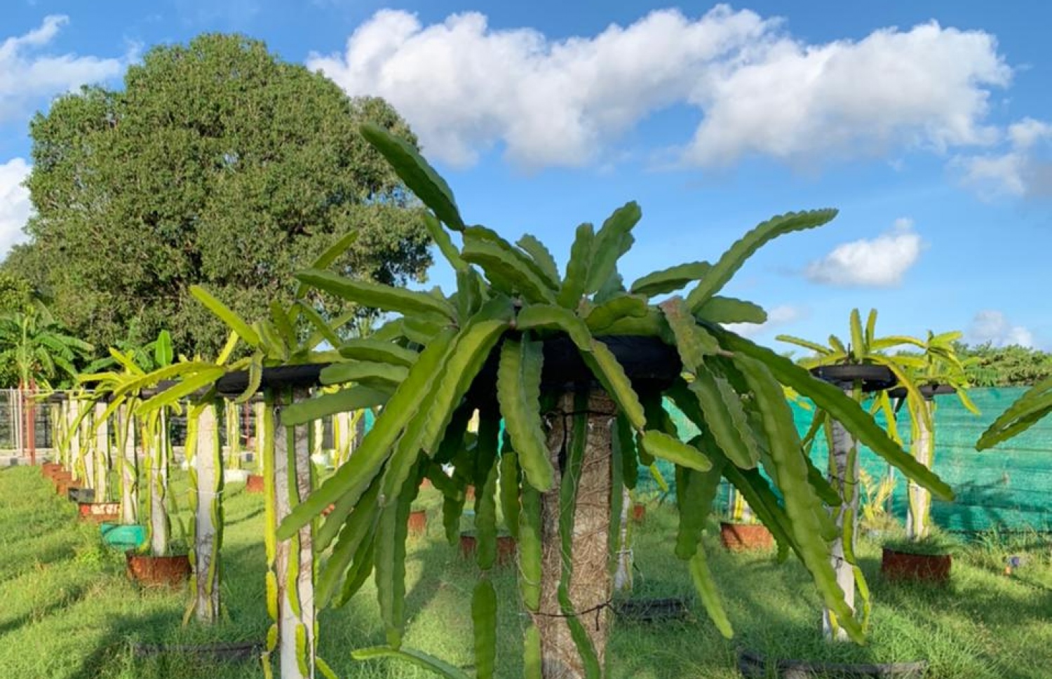 ރަމްޒީގެ ދަނޑުގައި ޑްރެގަން ފުރުޓް ގަސްތައް ހައްދައިފައި.-- ފޮޓޯ: އަބްދުﷲ ރަމްޒީ