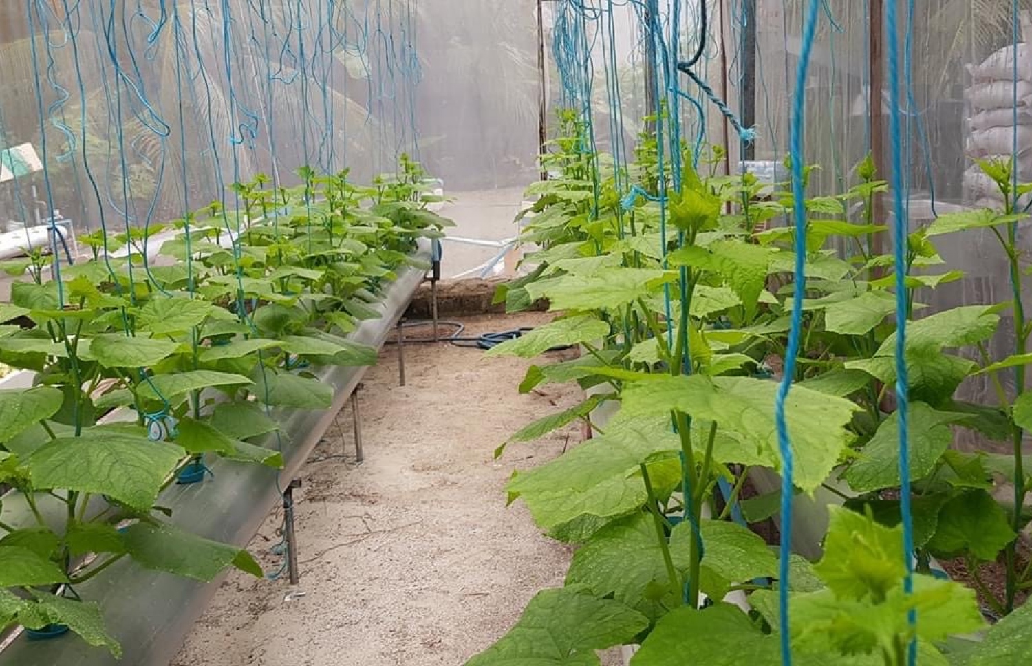 ވާދޫ: މި ރަށުގައި ދަނޑުވެރިކަމުން ރަނގަޅު އާމްދަނީއެއް ލިބޭ.