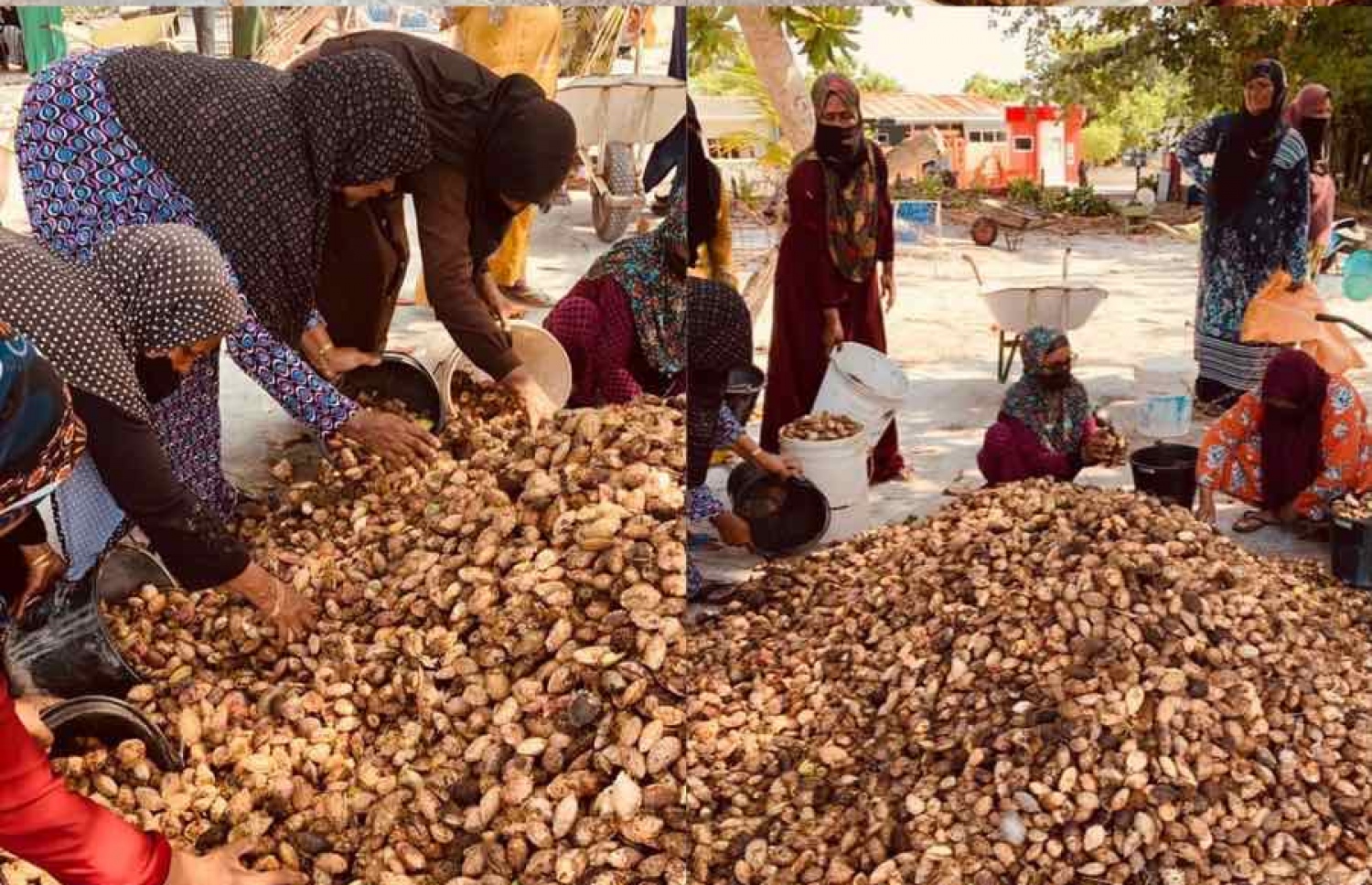 ވާދޫގައި ކަނަމަދު ހޮވައި ހަމަހަމައަށް ބަހަނީ.