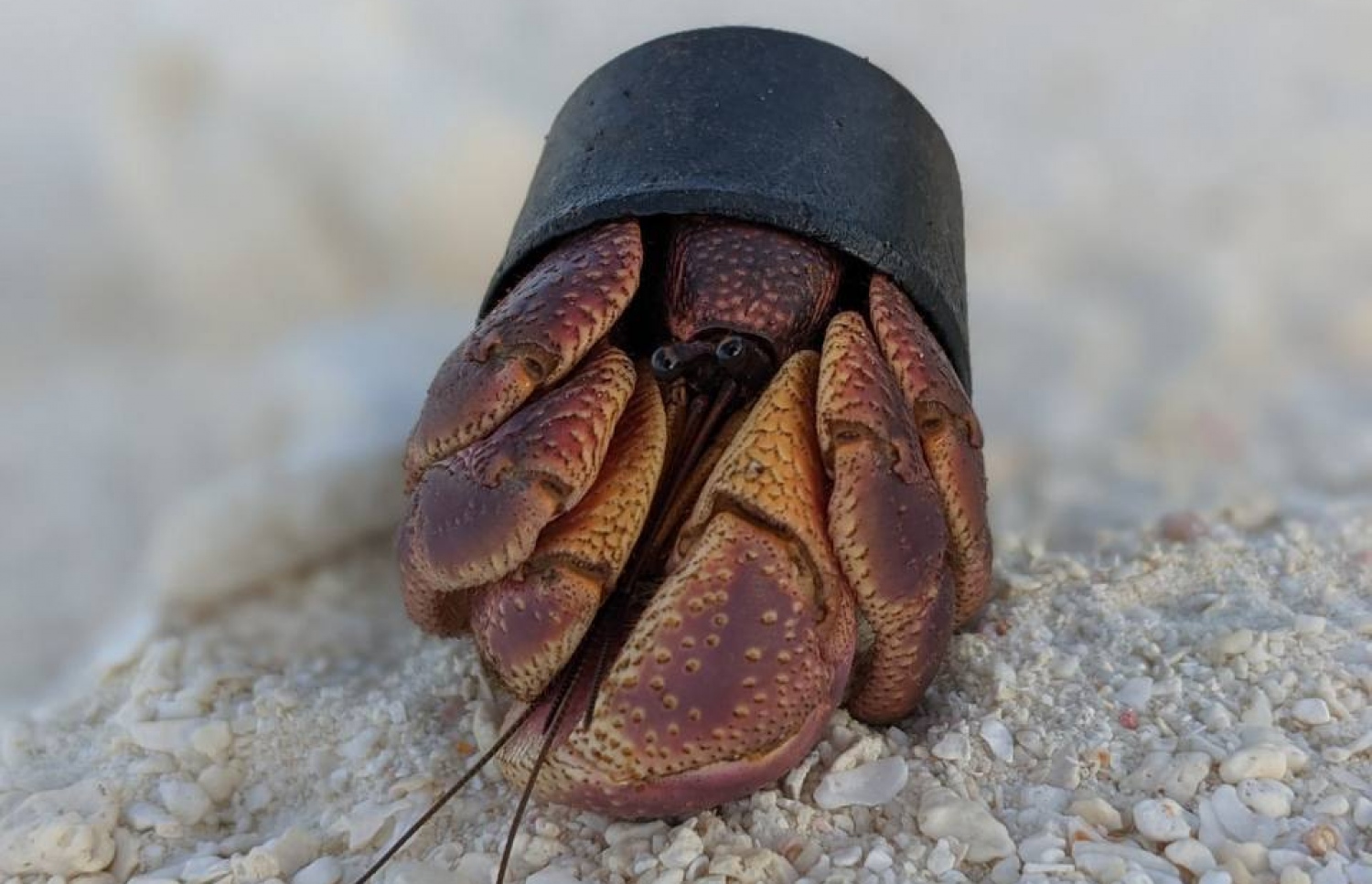 ފޮޓޯ: މުހައްމަދު ފައިޒާން