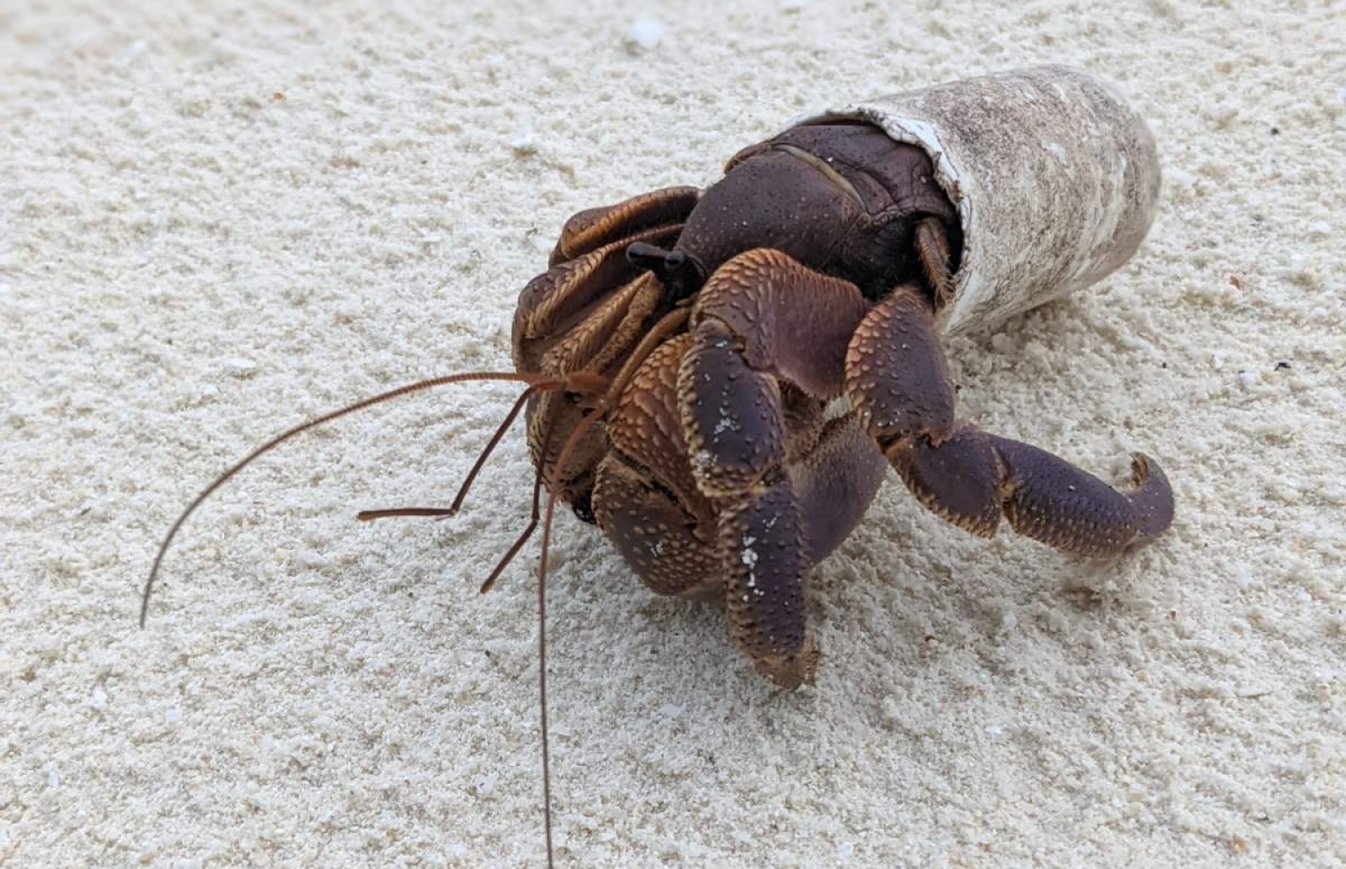 ފޮޓޯ: މުހައްމަދު ފައިޒާން