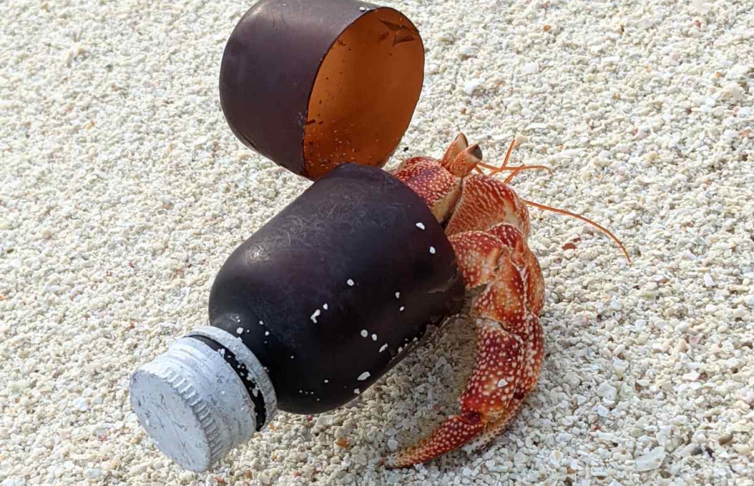 ފޮޓޯ: މުހައްމަދު ފައިޒާން