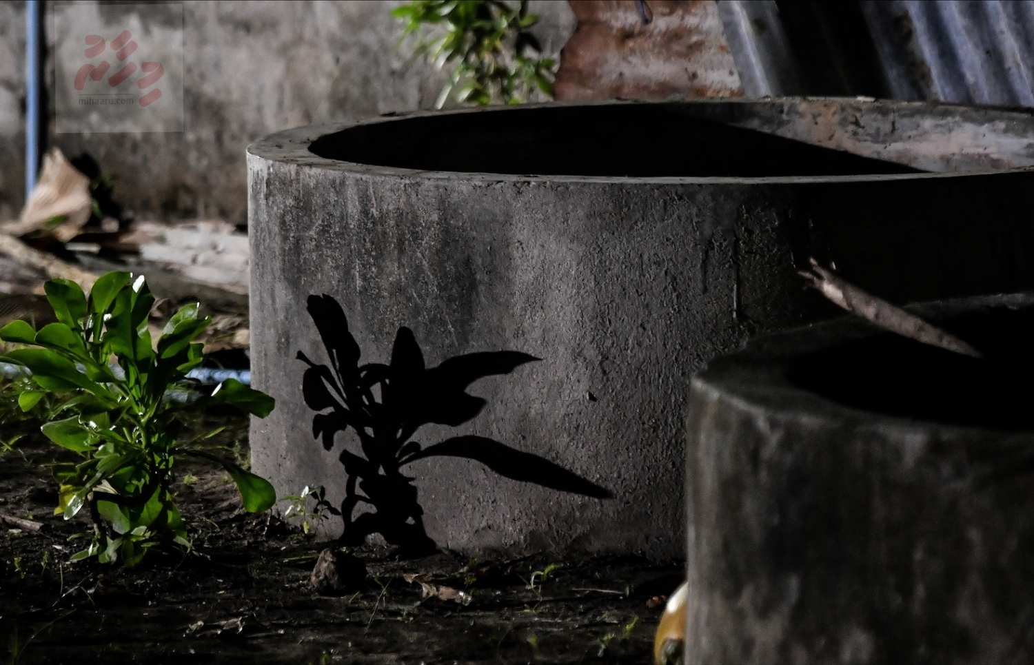 އދ. ދަނގެތި: އޮކްޓޯބަރު 15، 2021- މި ރަށުގެ މަޝްހޫރު ވިޔަފާރިވެރިޔާ މަހުމޫދު އަބޫބަކުރު މަރައިލައި ގޯންޏަކަށް ލާފައި ވައްޓާލާފައި އޮތީ ފަޅު ގެއެއްގެ ތެރޭގައި ހުރި މި ފެން ވަޅަށް.---ފޮޓޯ: ނިޝާން އަލީ/ މިހާރު