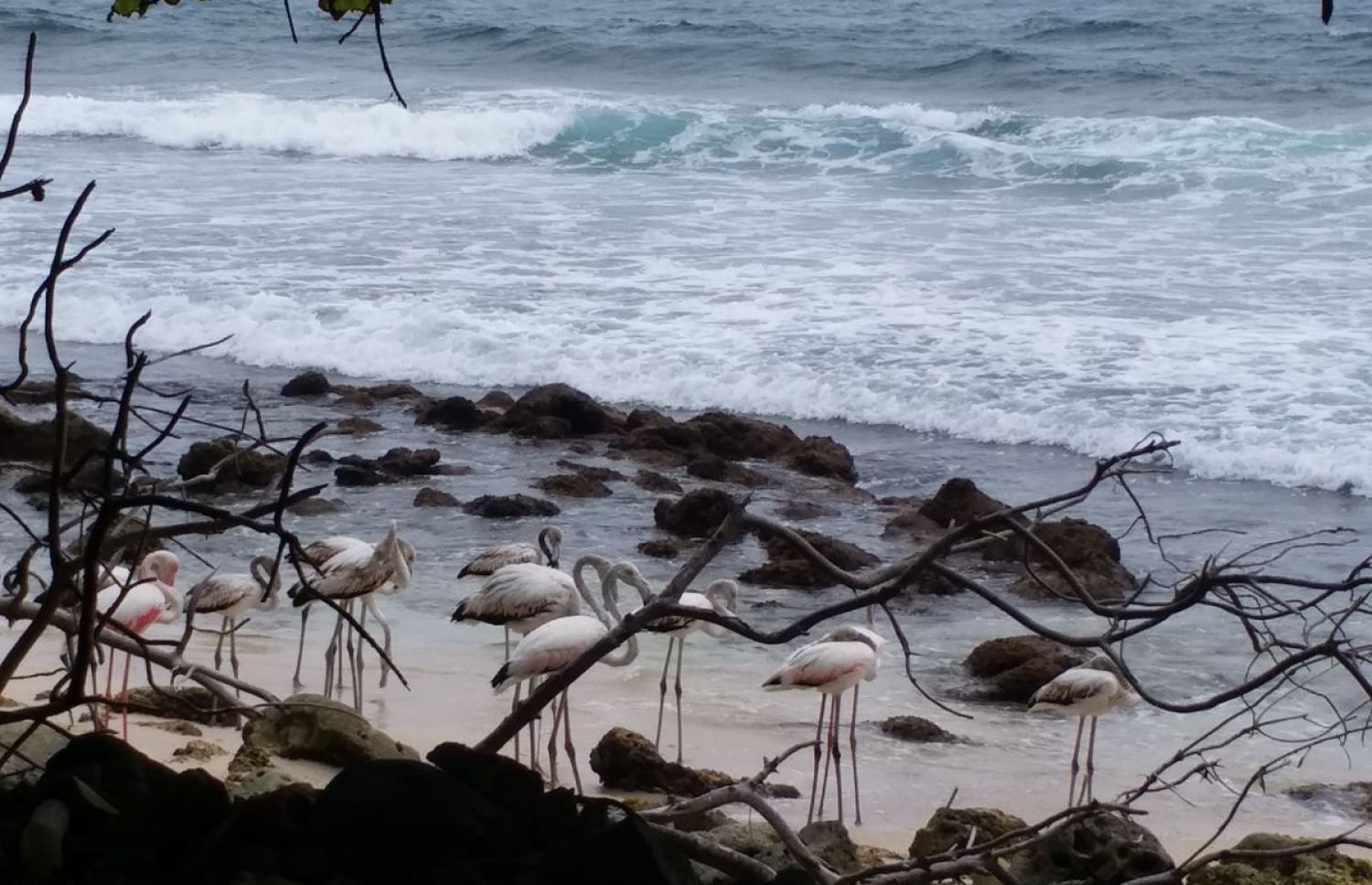 ހއ. ފިއްލަދޫގެ އަތިރިމަތިން ފެނުނު ފްލެމިންގޯތައް: މި ދޫނިތައް ބާރަށަށް ދިޔުމުން އެ ރަށު ބަޔަކު ވަނީ ދޫނިތައް ހިފައި ވިއްކަން އުޅެފައި.-- ފޮޓޯ: އަބްދުﷲ އިހުވާން