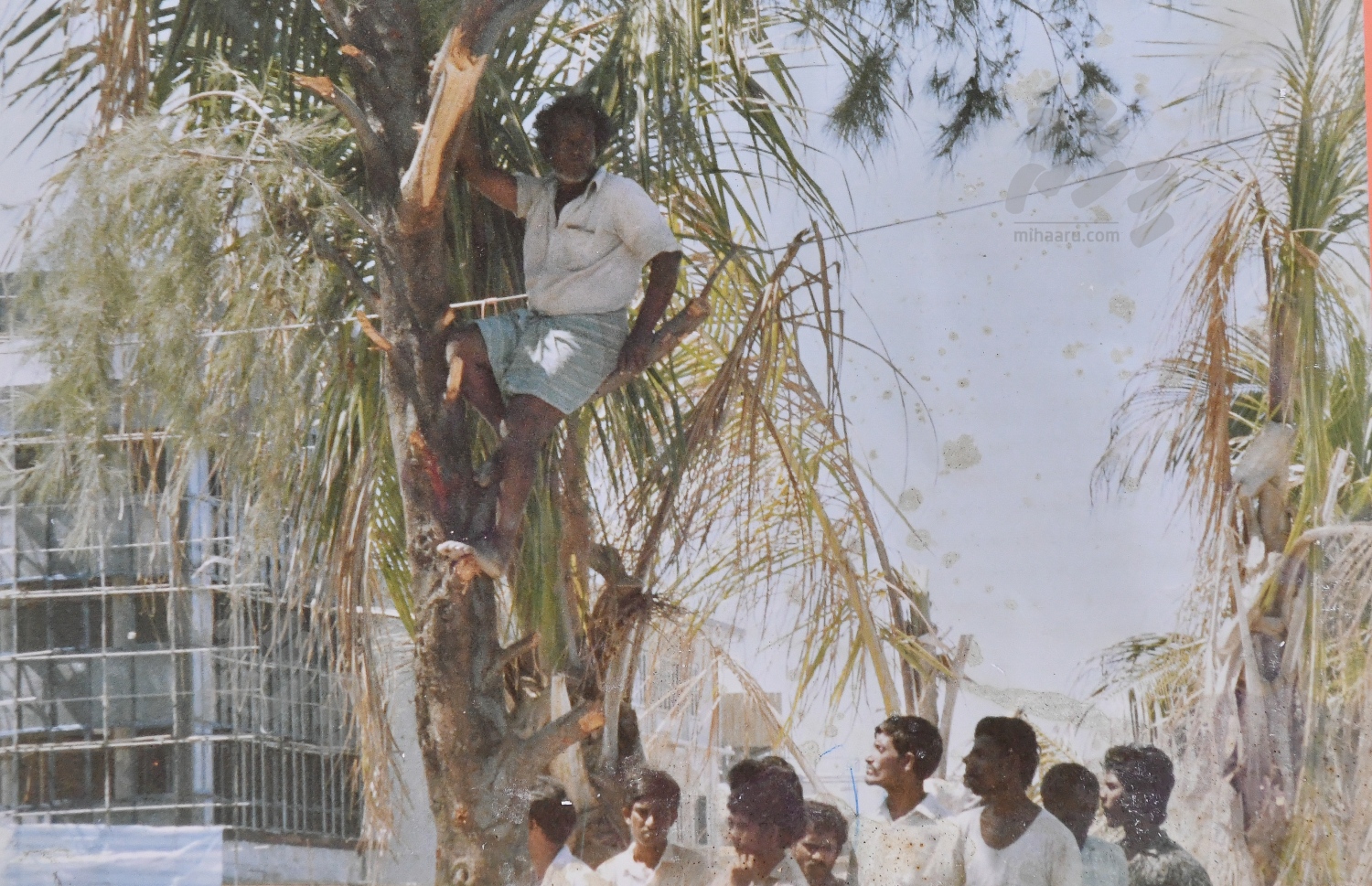 ނޮވެމްބަރު 3، 1988 ގައި ދިން ހަމަލާ އަށް ފަހު ފިލައިގެން ދިޔަ ތަމަޅައިން ހޯދައިގެން މާލެ އަށް ގެންނަ މަންޒަރު ބަލަން މީހަކު ރުކަކަށް އަރައިގެން. ހަމަލަ ނާކާމިޔާބު ވުމާ އެކު މާލޭގެ އެކި ތަންތަނުގައި ޓެރަރިސްޓުން ފިލައިގެން ތިބި.